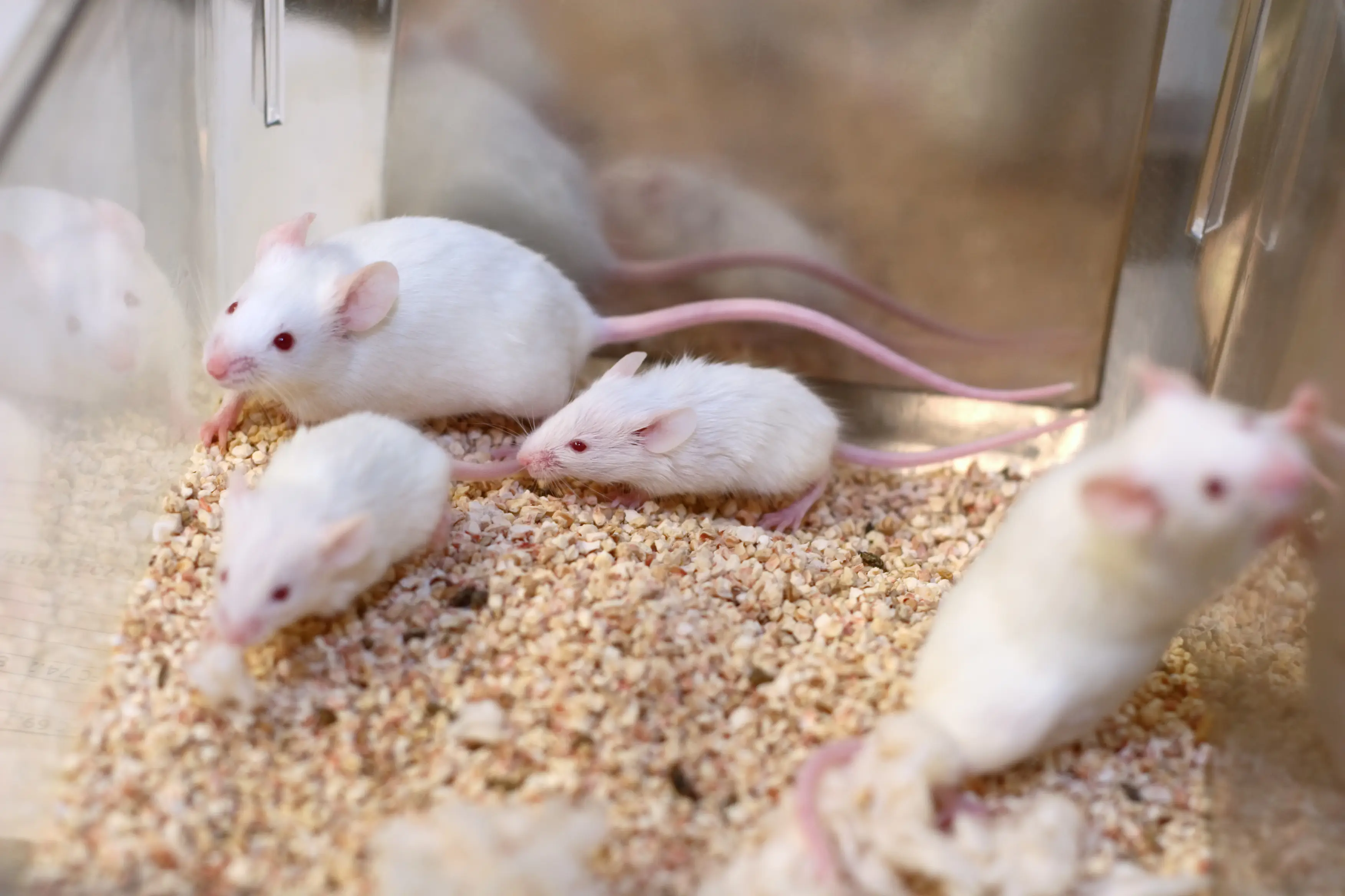 The study was conducted on mice (Getty Stock Image)
