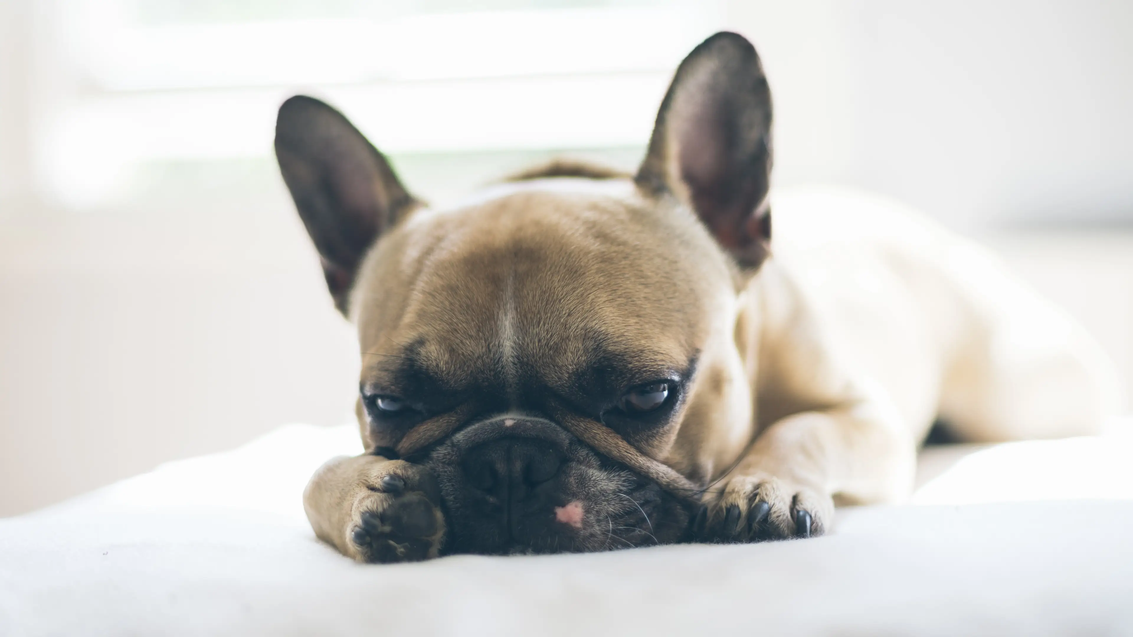 Mystery Dog Illness Sweeping The UK Has Been Identified By TV Vet Martin Paterson