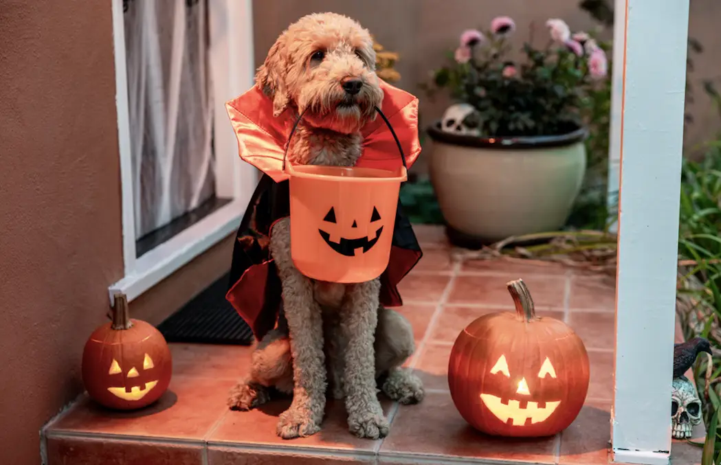 Make sure to keep you dog safe this Halloween (Getty Stock Images)