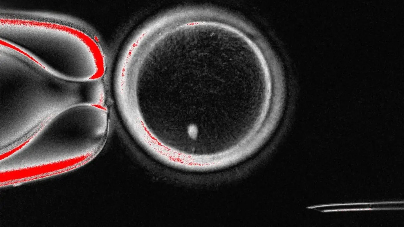 Babies could be born without any biological mother after scientists make major breakthrough