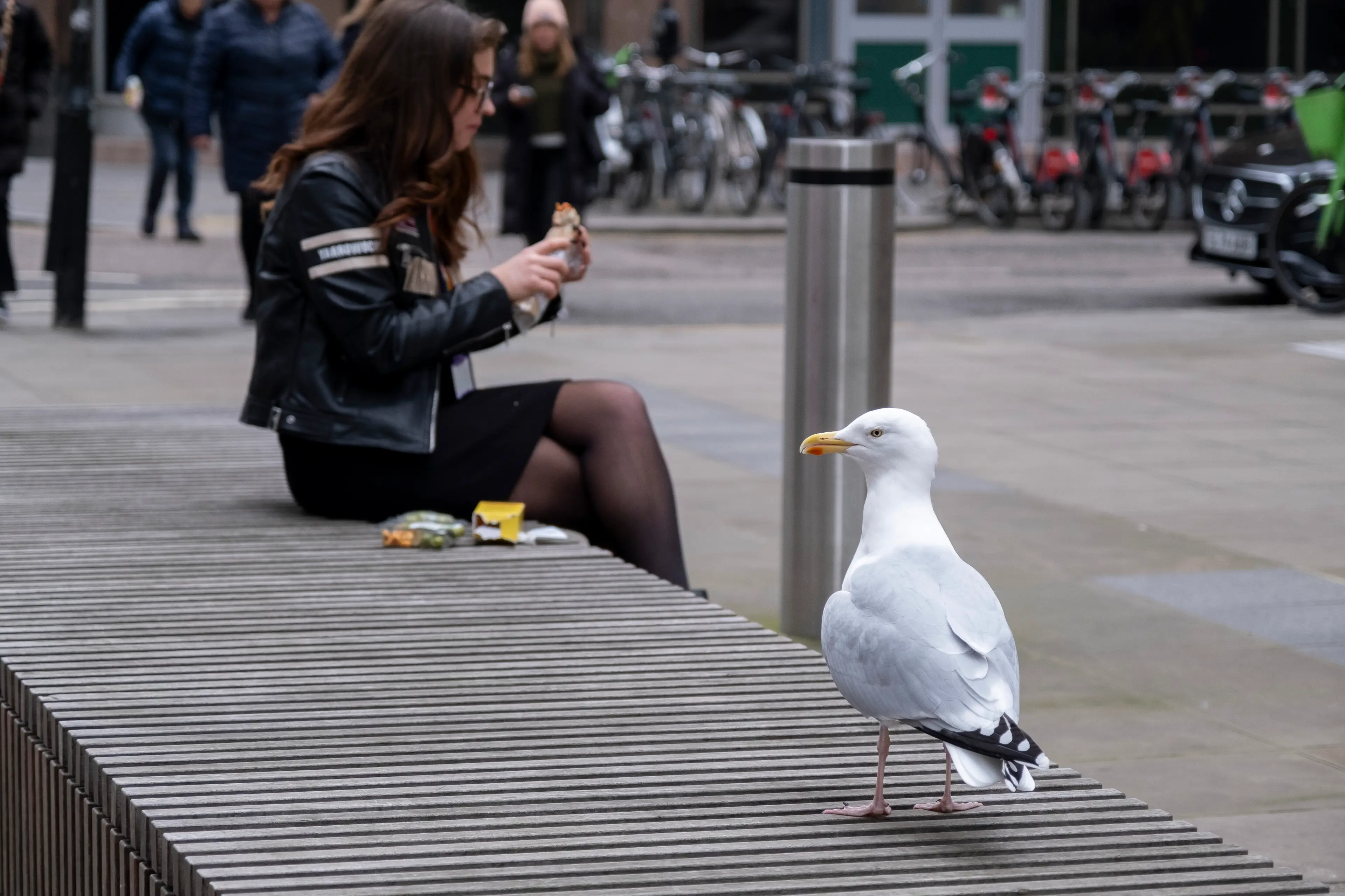 Herring gulls are protected under UK wildlife laws (Mike Kemp/Contributor/Getty Images)