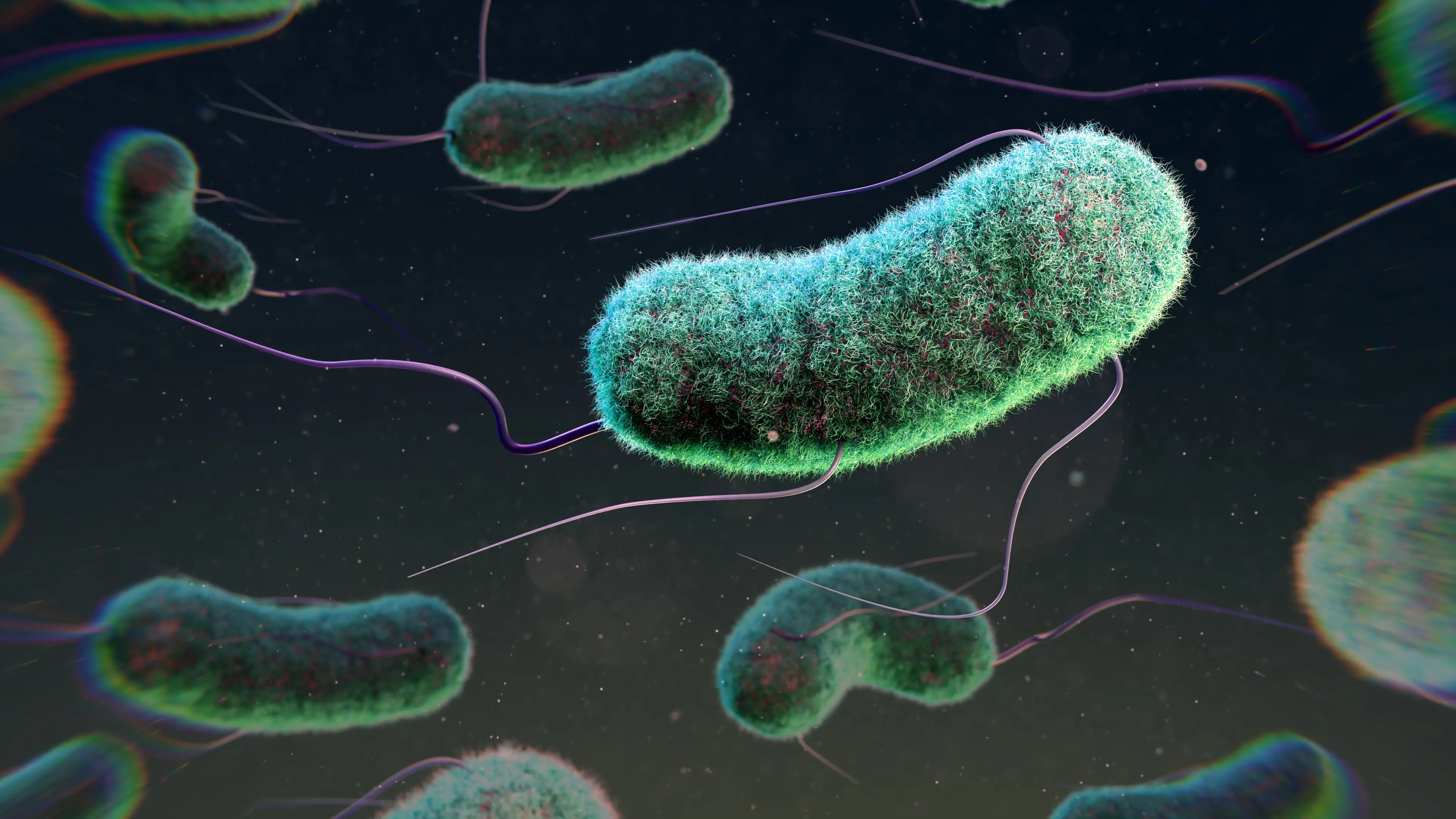 Certain strains of E. coli can cause severe illness (THOM LEACH/SCIENCE PHOTO LIBRARY/Getty Images)