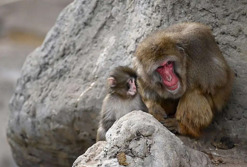 Zoo officials have revealed that Punch is outgrowing his beloved stuffed toy (Anadolu / Contributor / Getty Images)