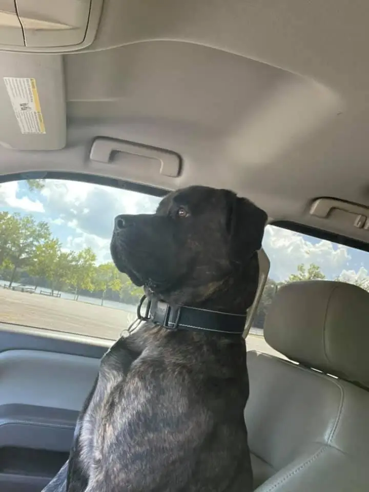 Zackary Pate revealed that his four-legged friend once bit his leg to save him from a venomous snake.