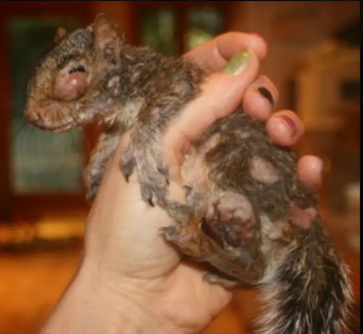 Residents have been concerned about the afflicted squirrels in their garden (Wild Things Sanctuary)