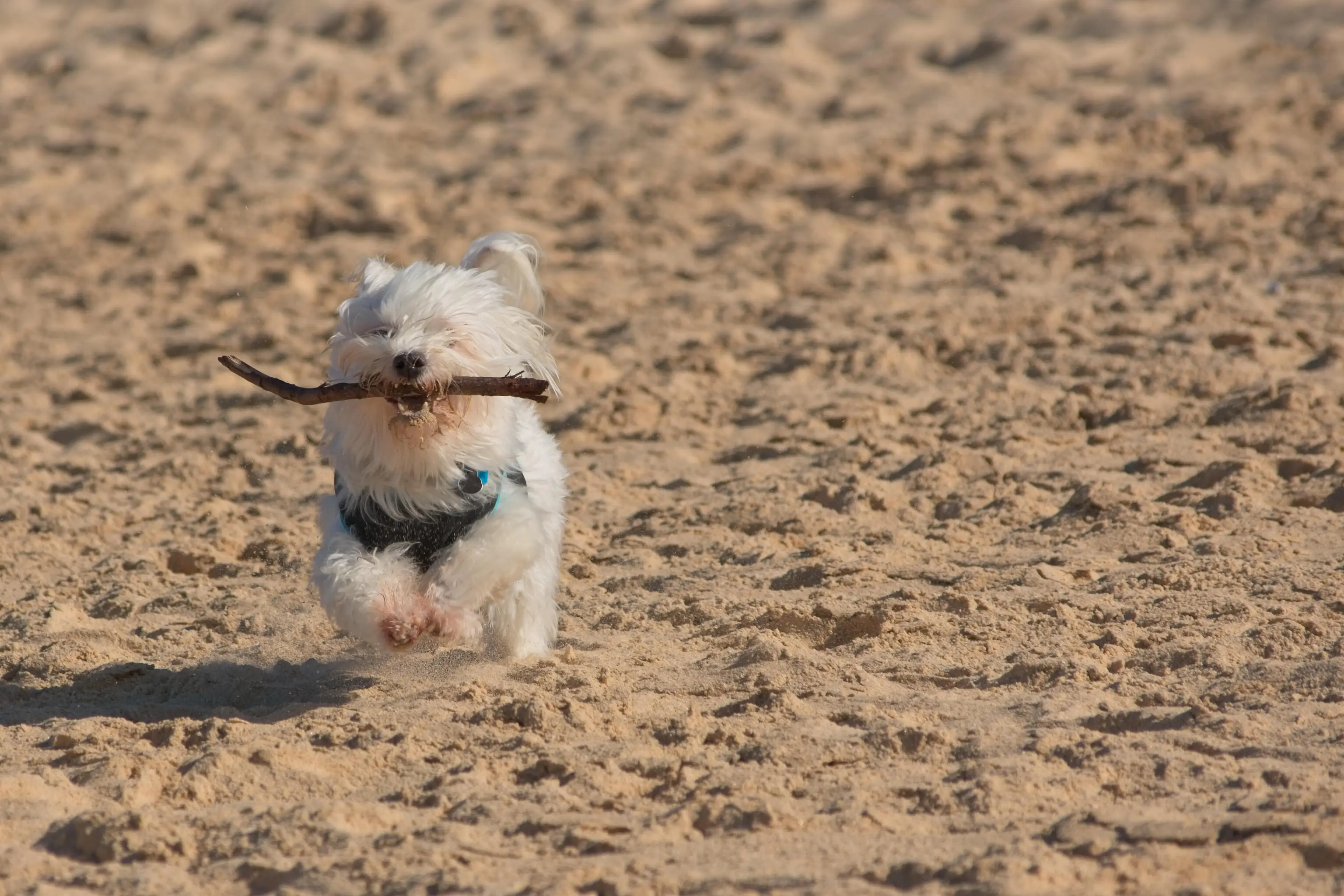 Dog expert Kennel Store has commented on the risks associated with these caterpillars (