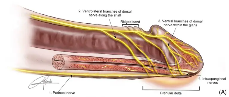 This is where the frenula delta is located (Andrology)