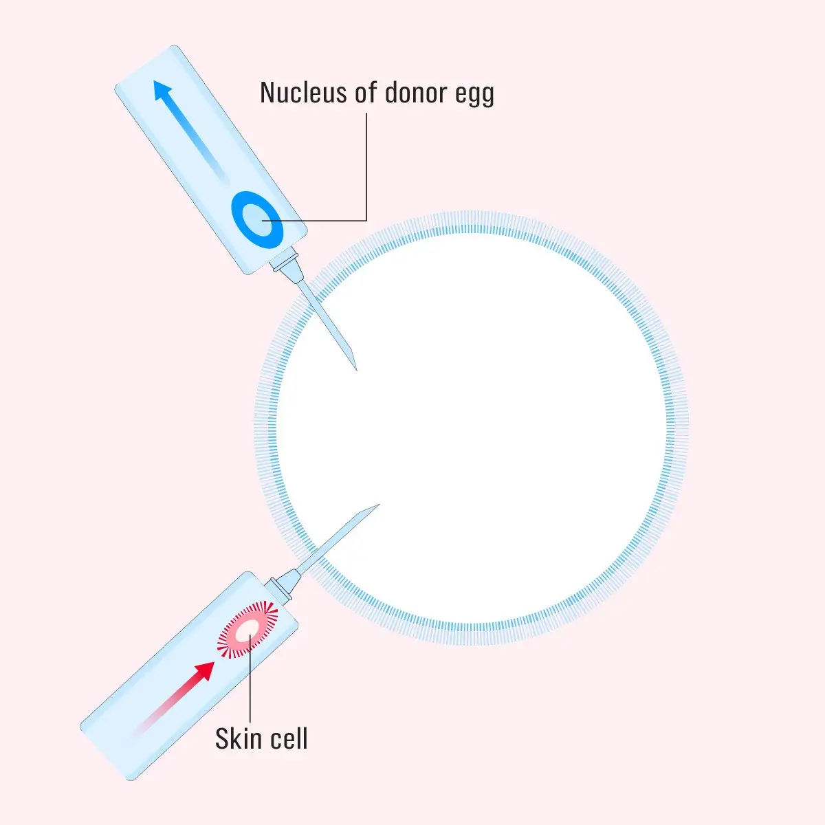 US researchers demonstrated it was possible to replace the DNA from an egg with the genetic material from another person’s skin, and turn it into a sex cell ready for fertilisation (Mitalipov laboratory)