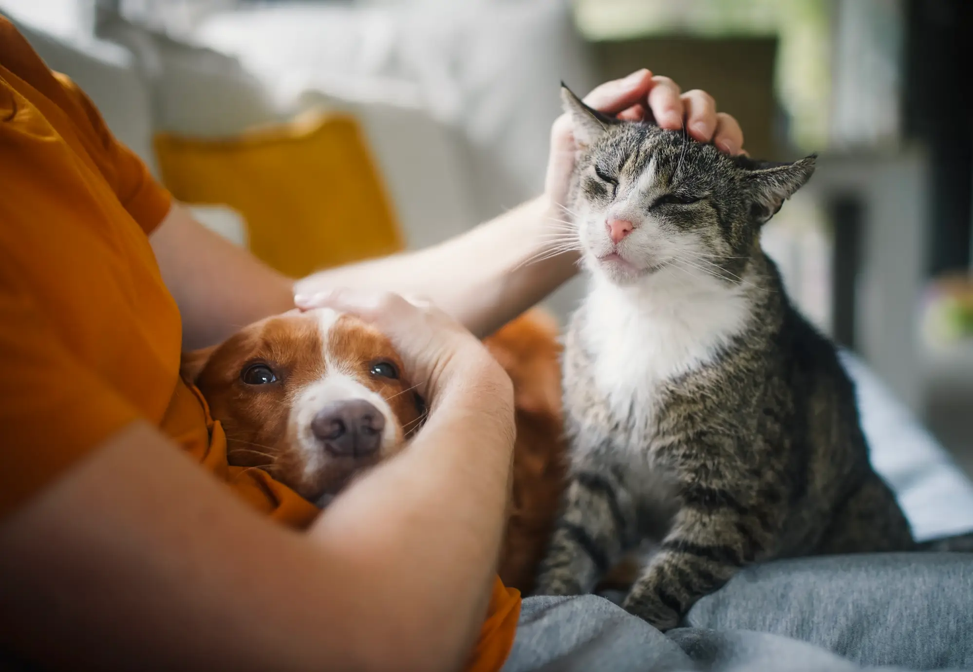 Some pets may show signs of anxiety, such as hiding, panting or pacing (Getty Stock Images)