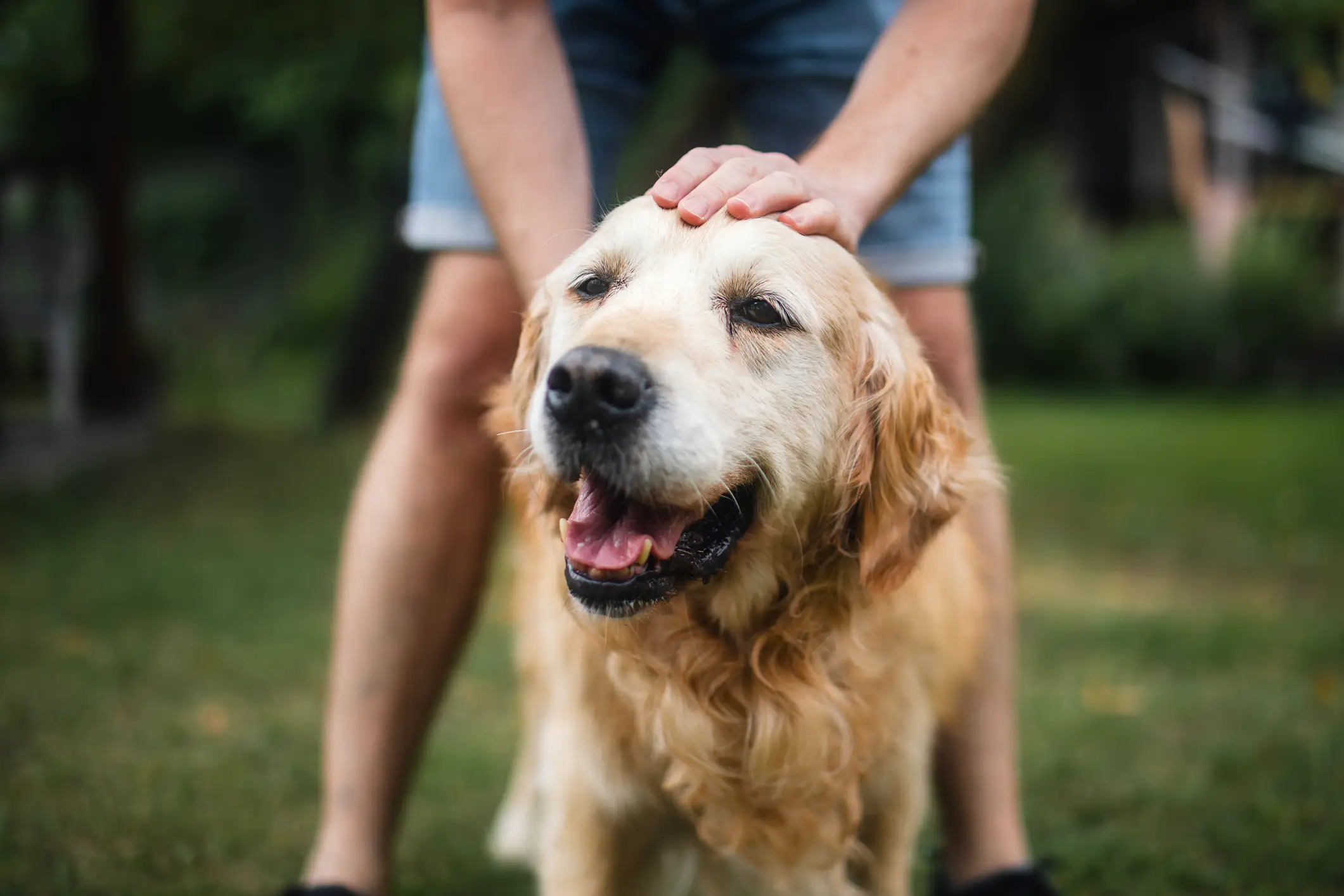 'Golden retriever boyfriends' are all the rage right now but experts have outlined some hidden red flag behaviour (Getty Stock Images)
