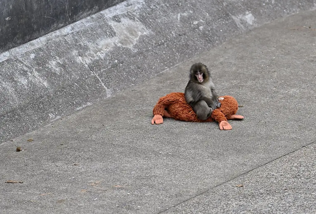 The Japanese macaque was abandoned by his mother at birth (Anadolu/Getty Images)