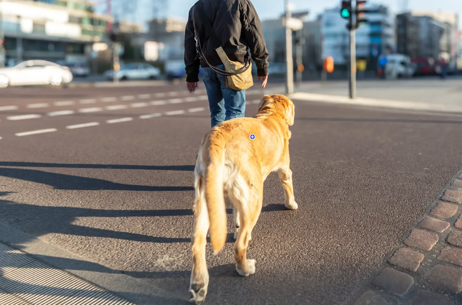 The expert urged dog owners to do the seven-second 'pavement test' before taking their dog on a walk (Getty Stock Images)