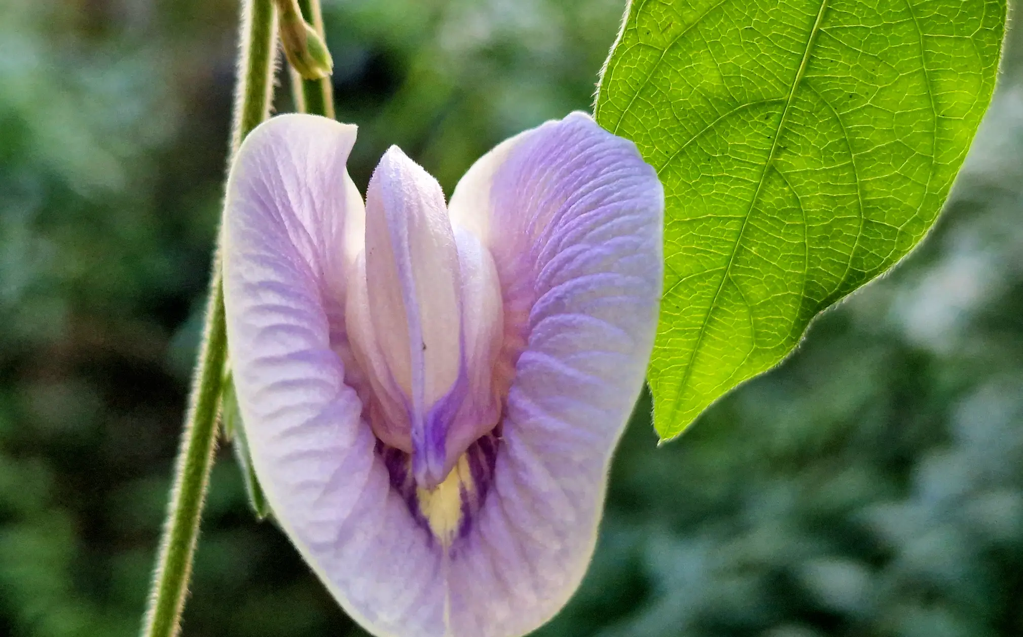 Vulval cancer has been linked to severe itchiness (Getty Stock Images)