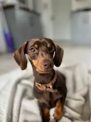 Police made an appeal for Twiglet's safe return.