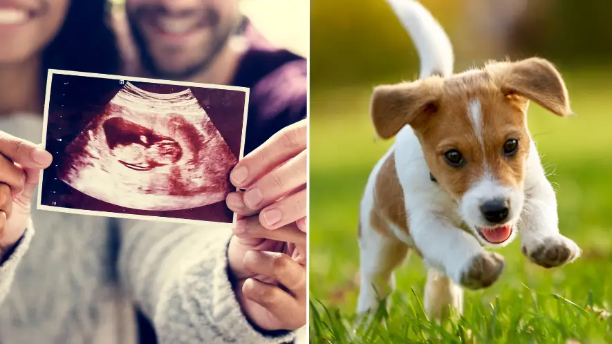 Couple fuming after relative steals baby name for their dog