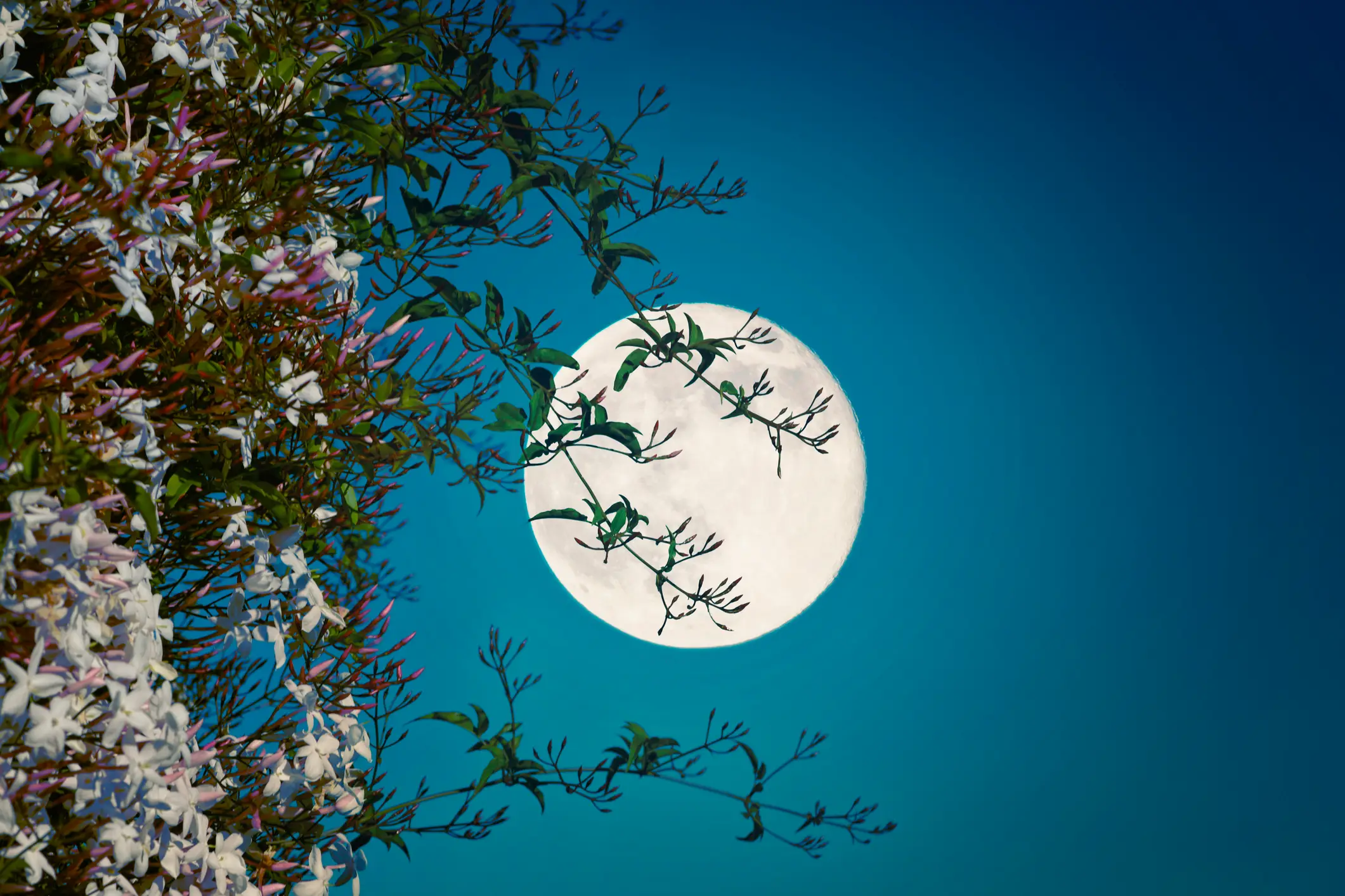 The Flower Moon will be bright and visible this week (Getty Stock Photo)
