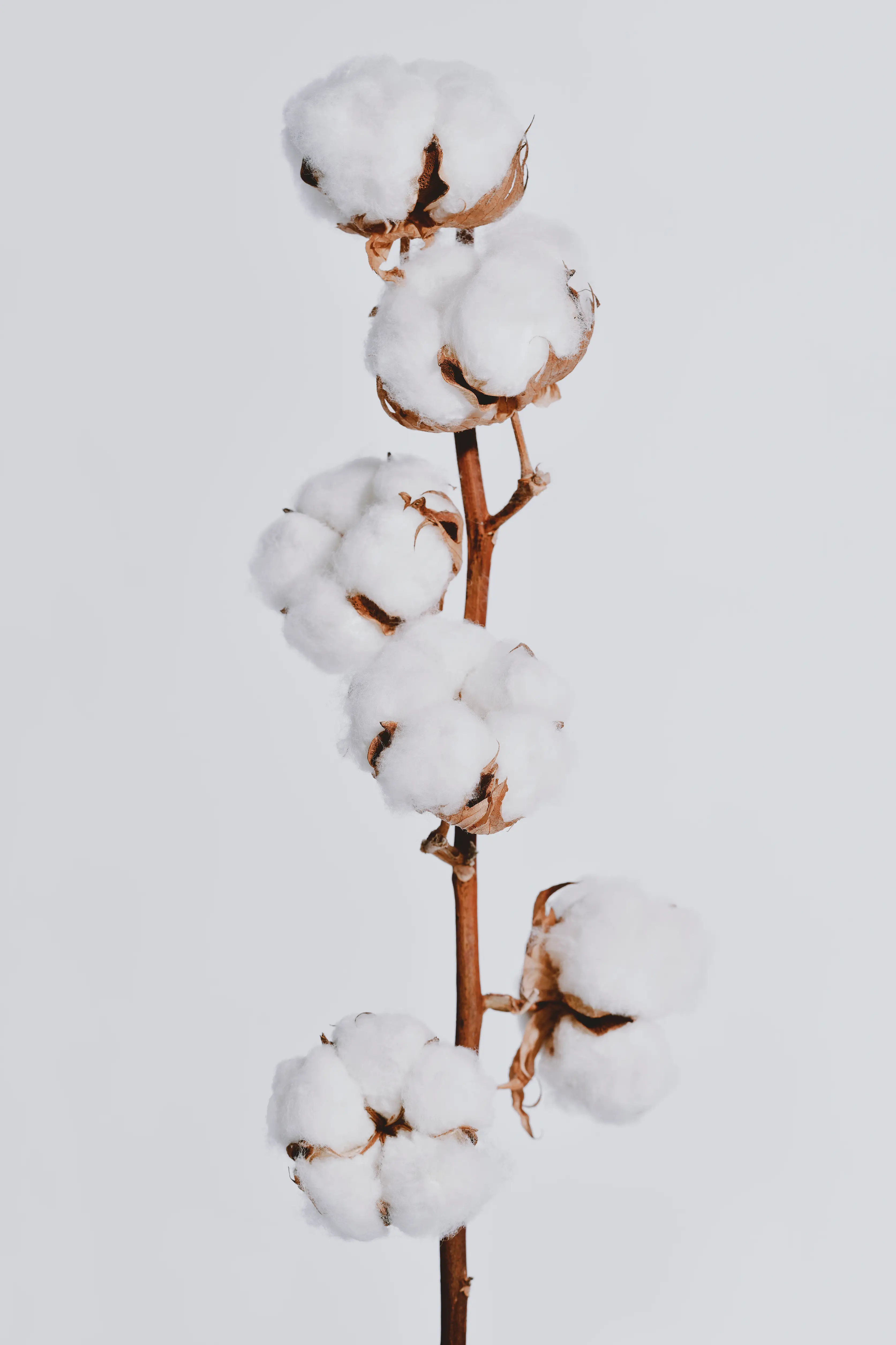 Incidents involving cotton-inspired decorations have previously gone viral (Getty Stock Image)