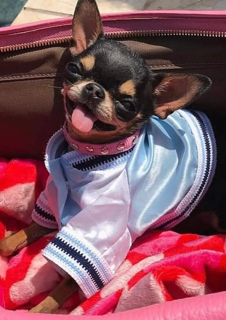 Paris described Diamond Baby as her 'best friend' who was 'always by her side'.