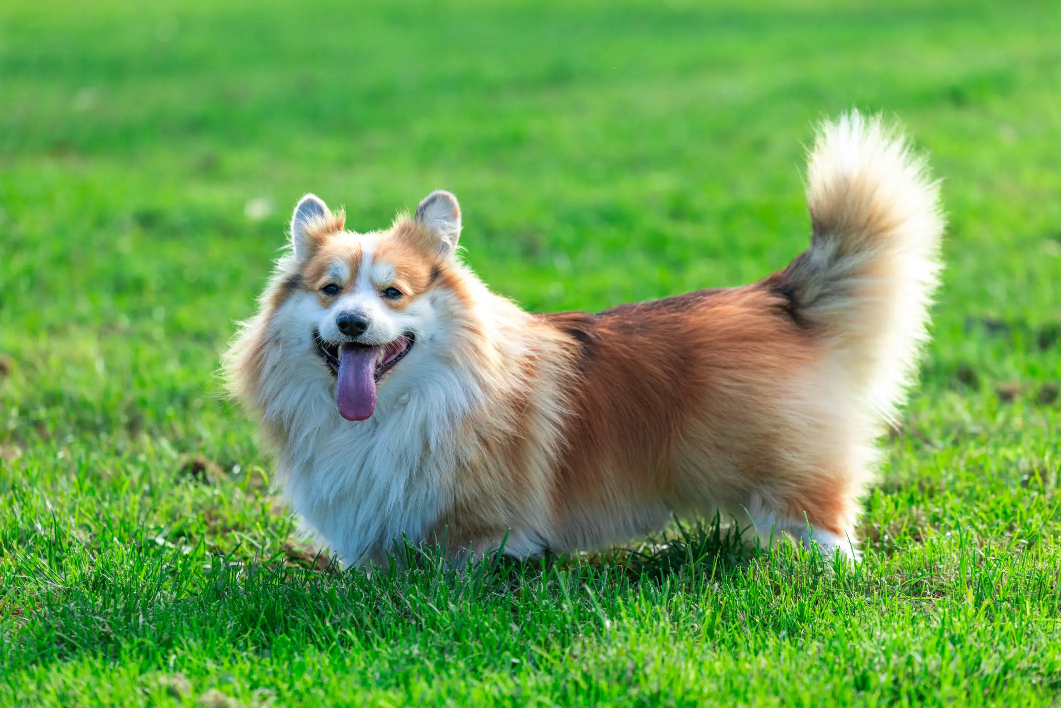 It's since been revealed that the story behind the video was not real (Getty Stock Image)