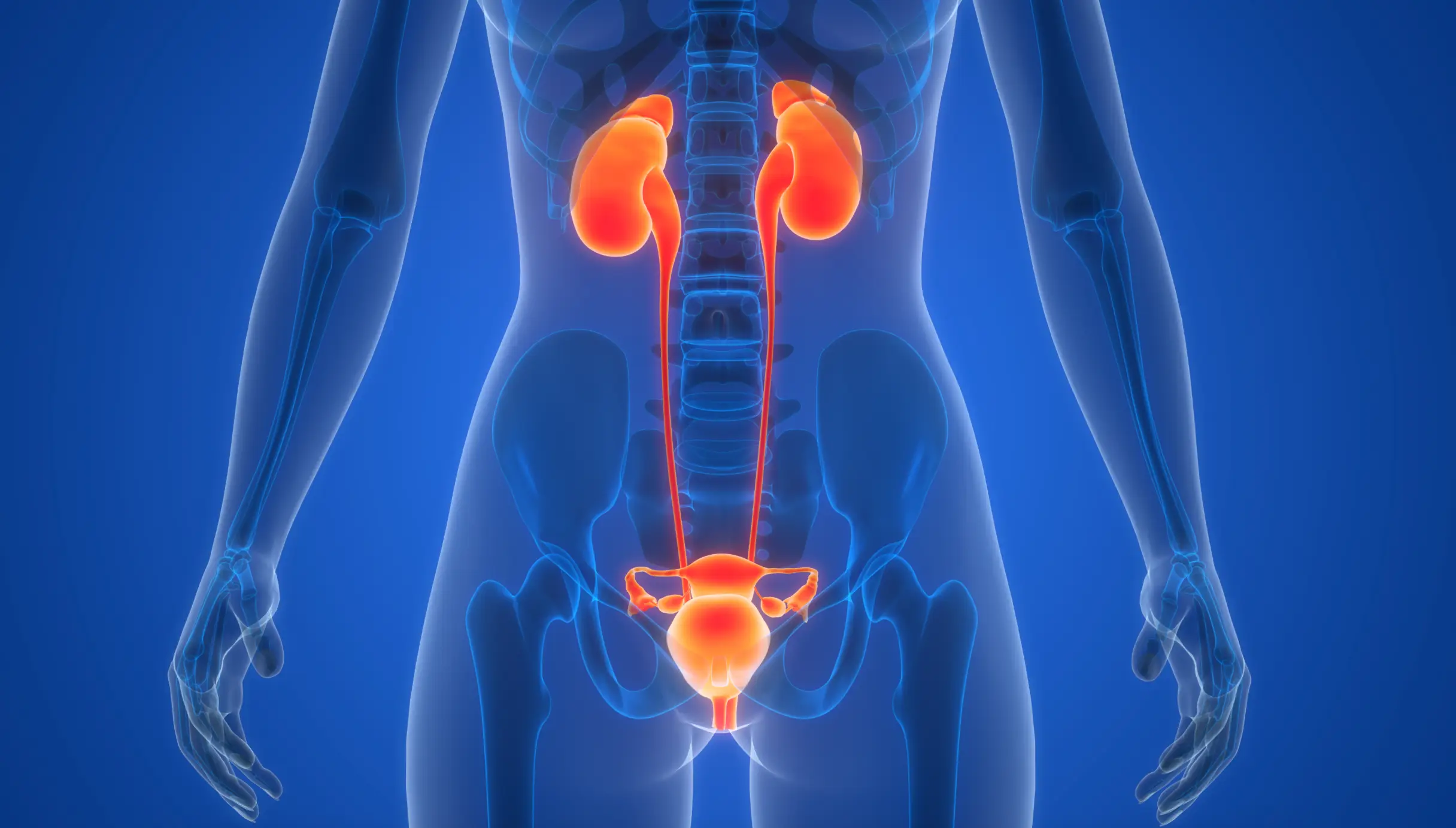 Approximately 40% of females and 30% of males experience urge incontinence at some point in their lives (Getty Stock Images)