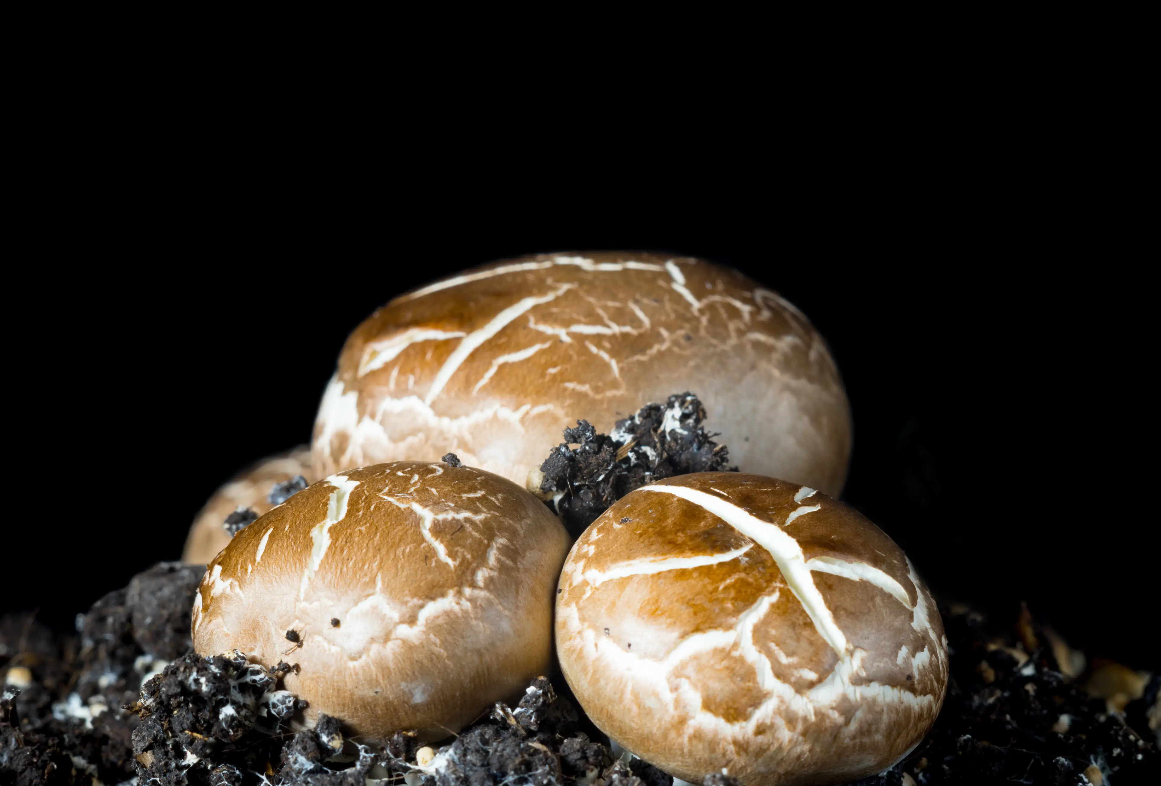 The black-coloured dirt you find on mushrooms isn't what you think it is (aleksask/Getty Images)