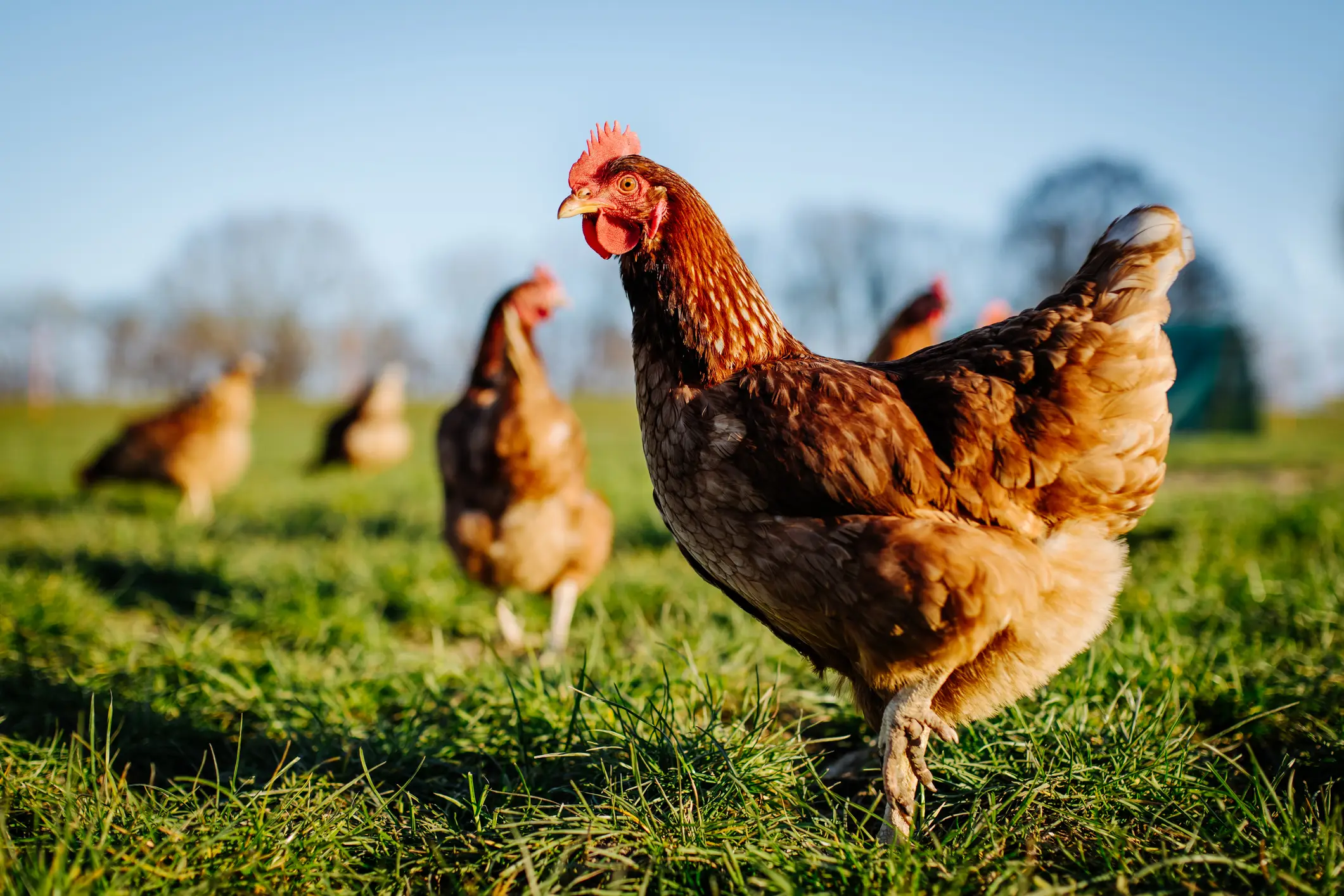 Chickens have been around for over 10,000 years. (Getty Stock Images)