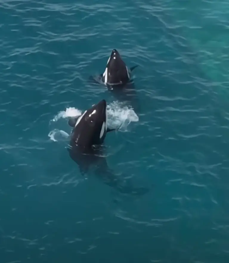 They then began to perform for an invisible crowd (Seph Lawless)