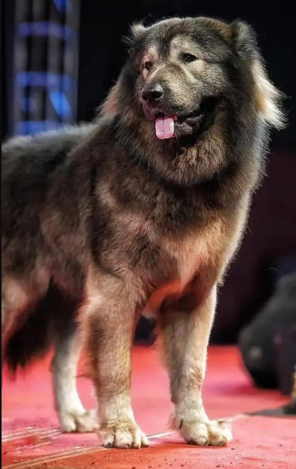 Okami is a cross between an actual wolf and a caucasian shepherd (Tv9 Kannada/YouTube)