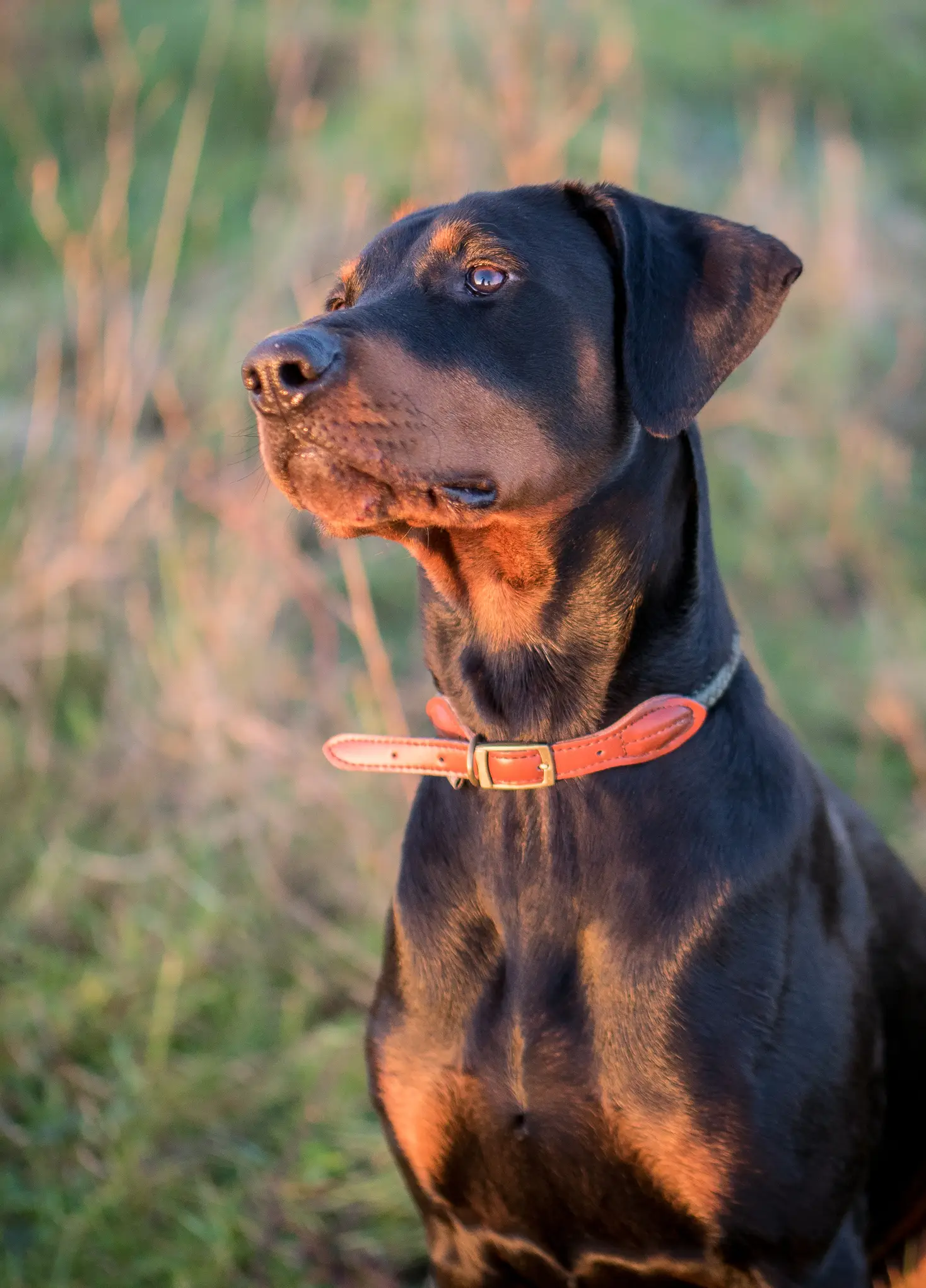 Dobermans are prone to cardiomyopathy. (Stephen F Kitt Photos / Getty Images)