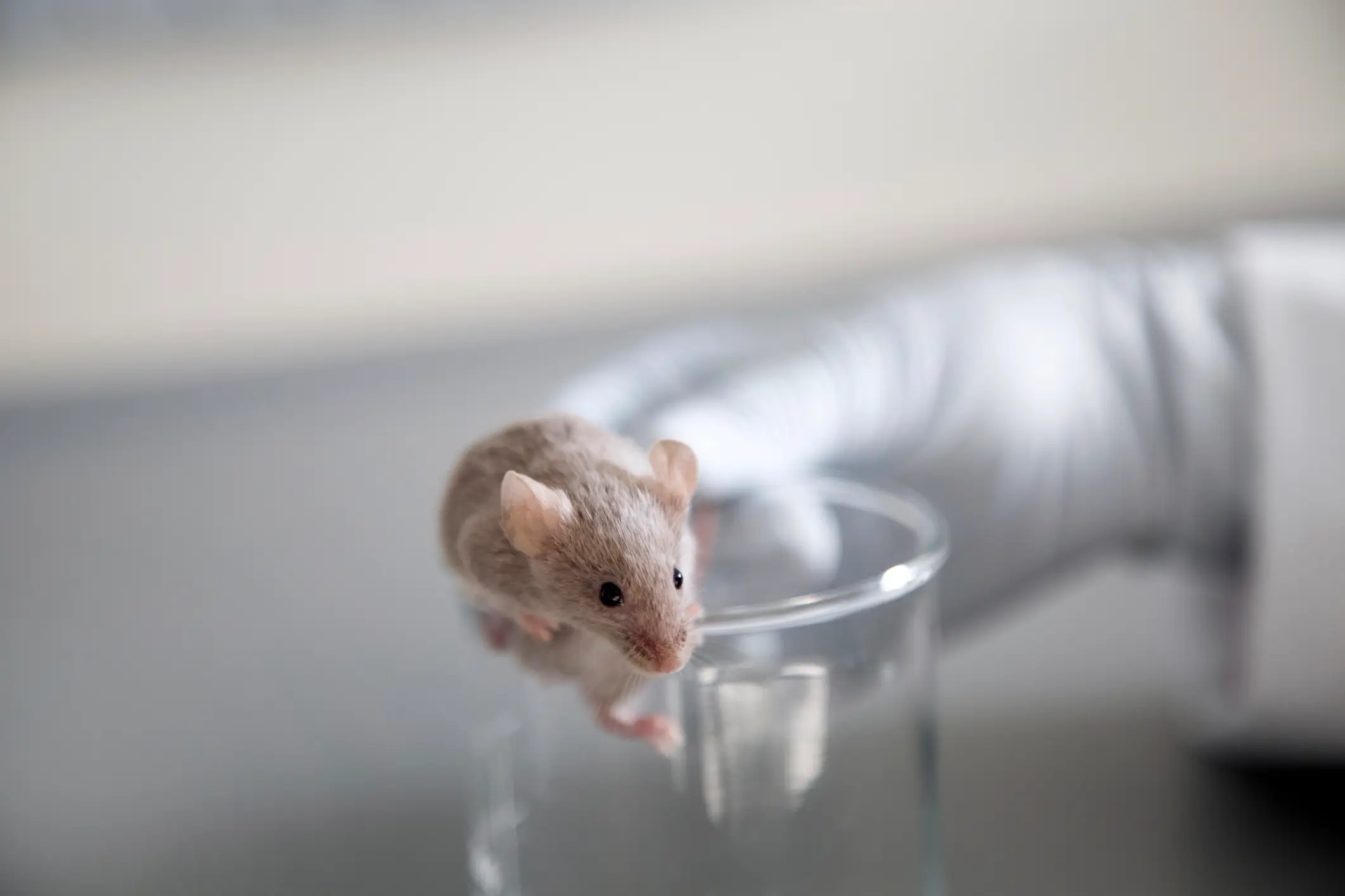 In 2023, it was reported that mice pups were born as a result of generating eggs from the skin cells of male mice (Getty Stock Image)
