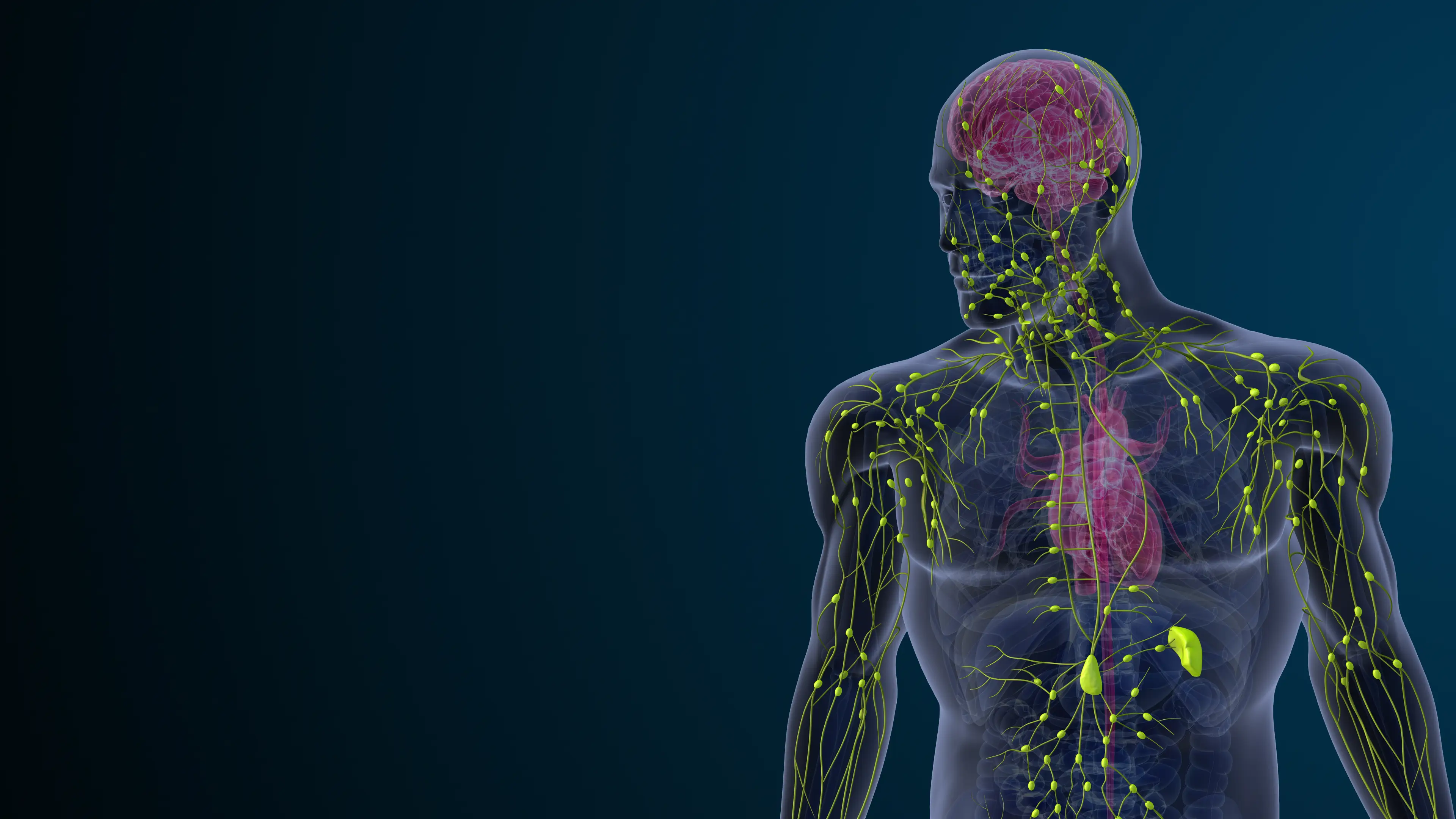 Lymphoma is a cancer that is part of the lymphatic system (Jitendra Jadhav / Getty Images)