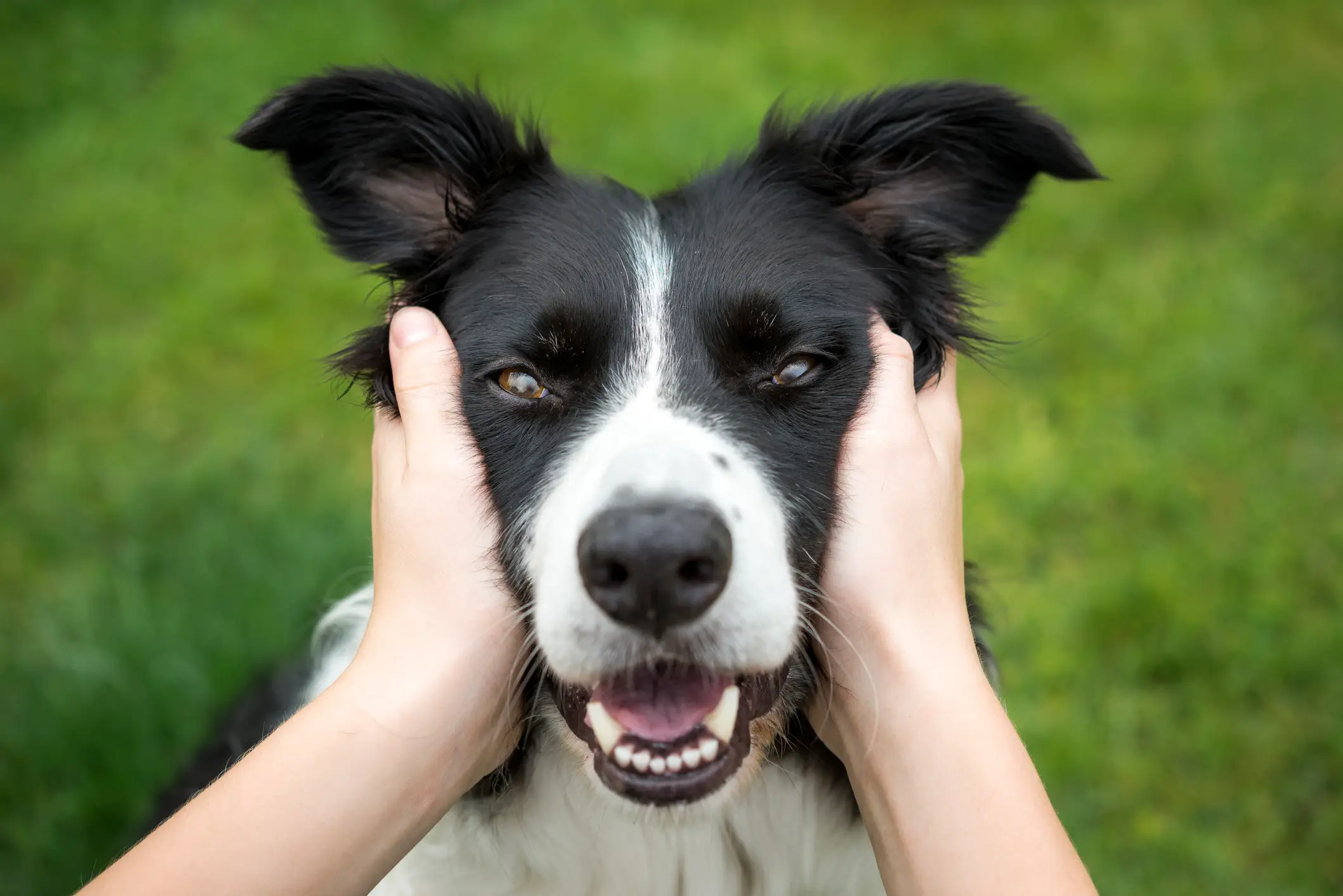 Border Collies need a lot of space to burn off all their energy. (Photos by R A Kearton / Getty Images)