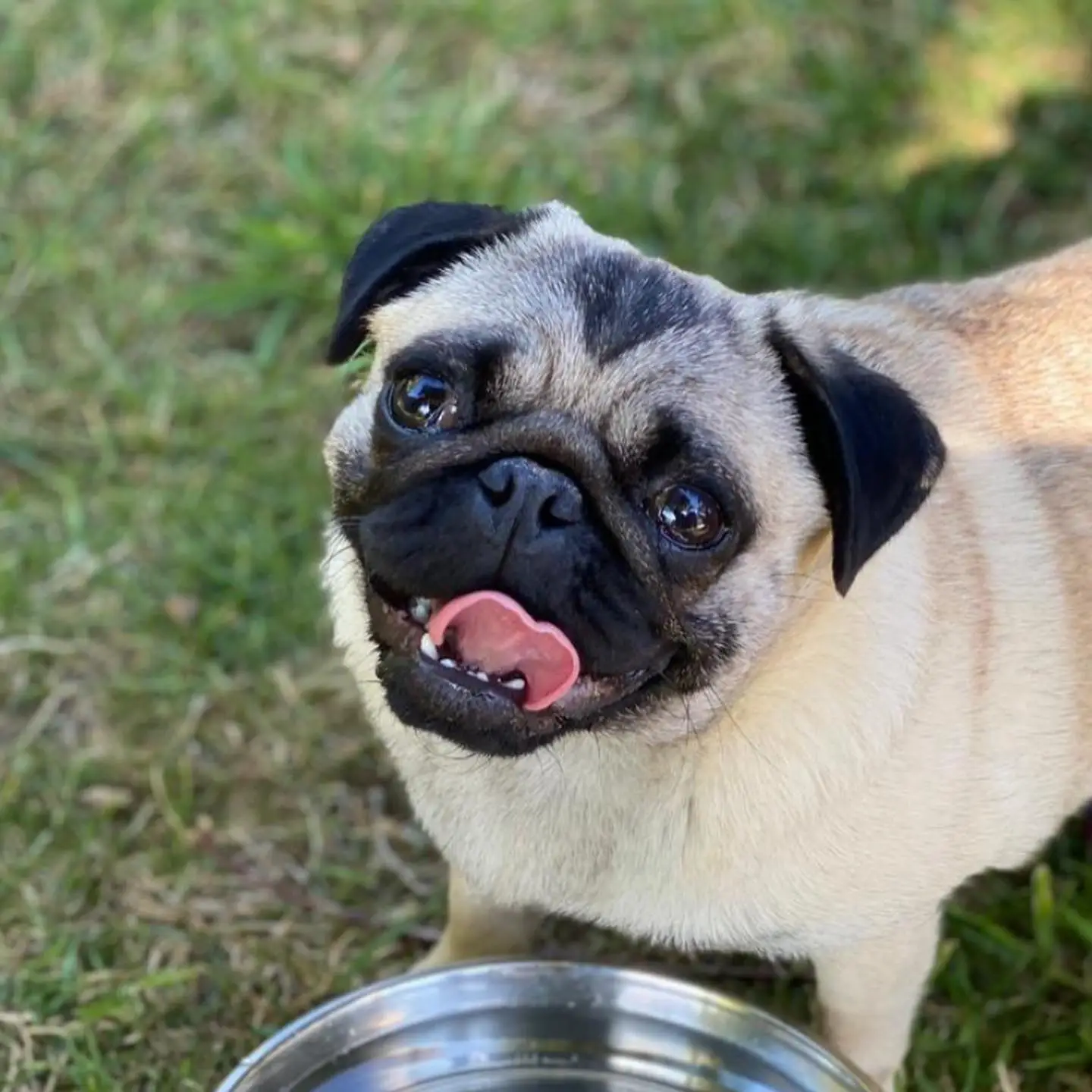 The kennel owners are 'heartbroken'.