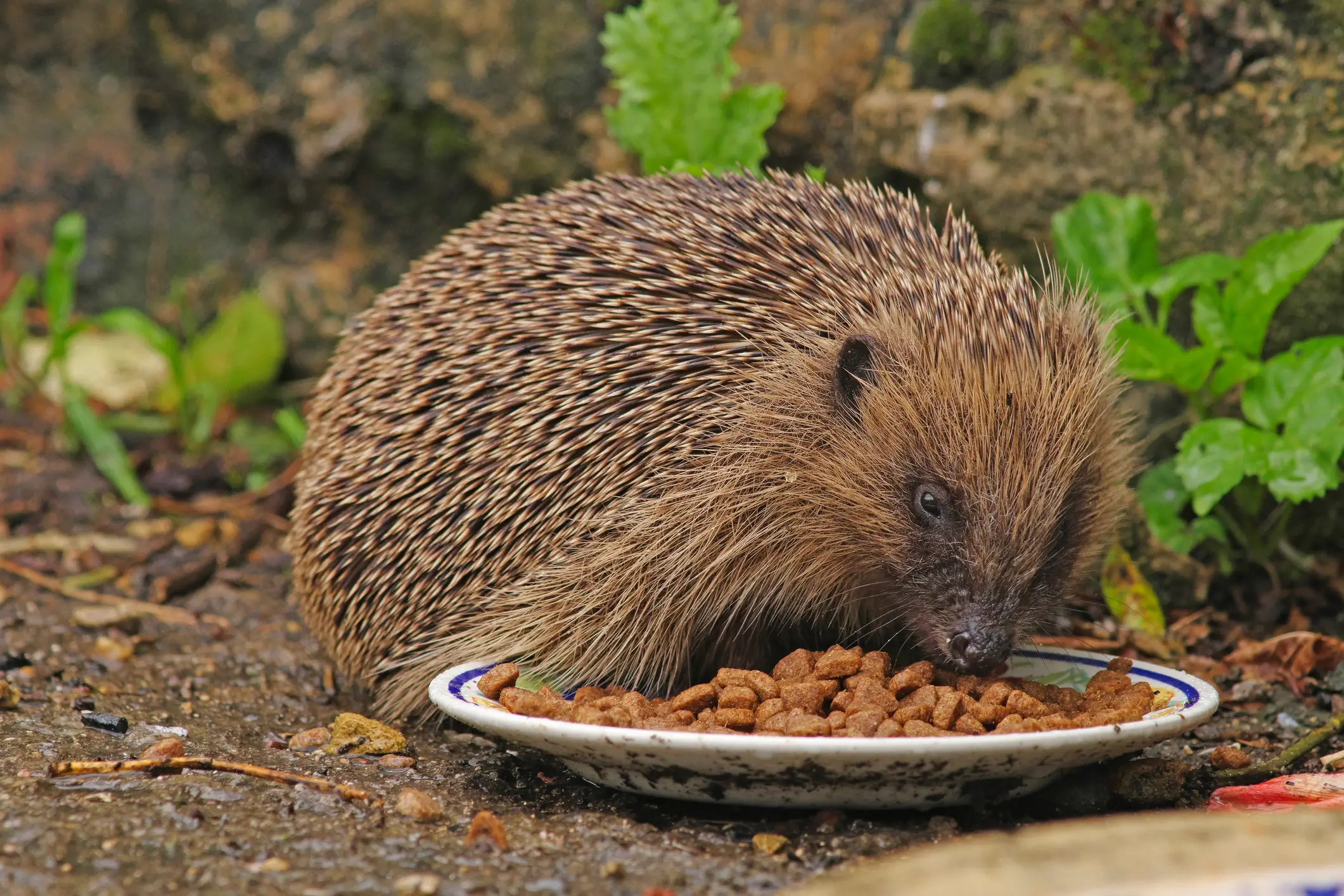 That better not be a pumpkin. (Gary Chalker / Getty Images)
