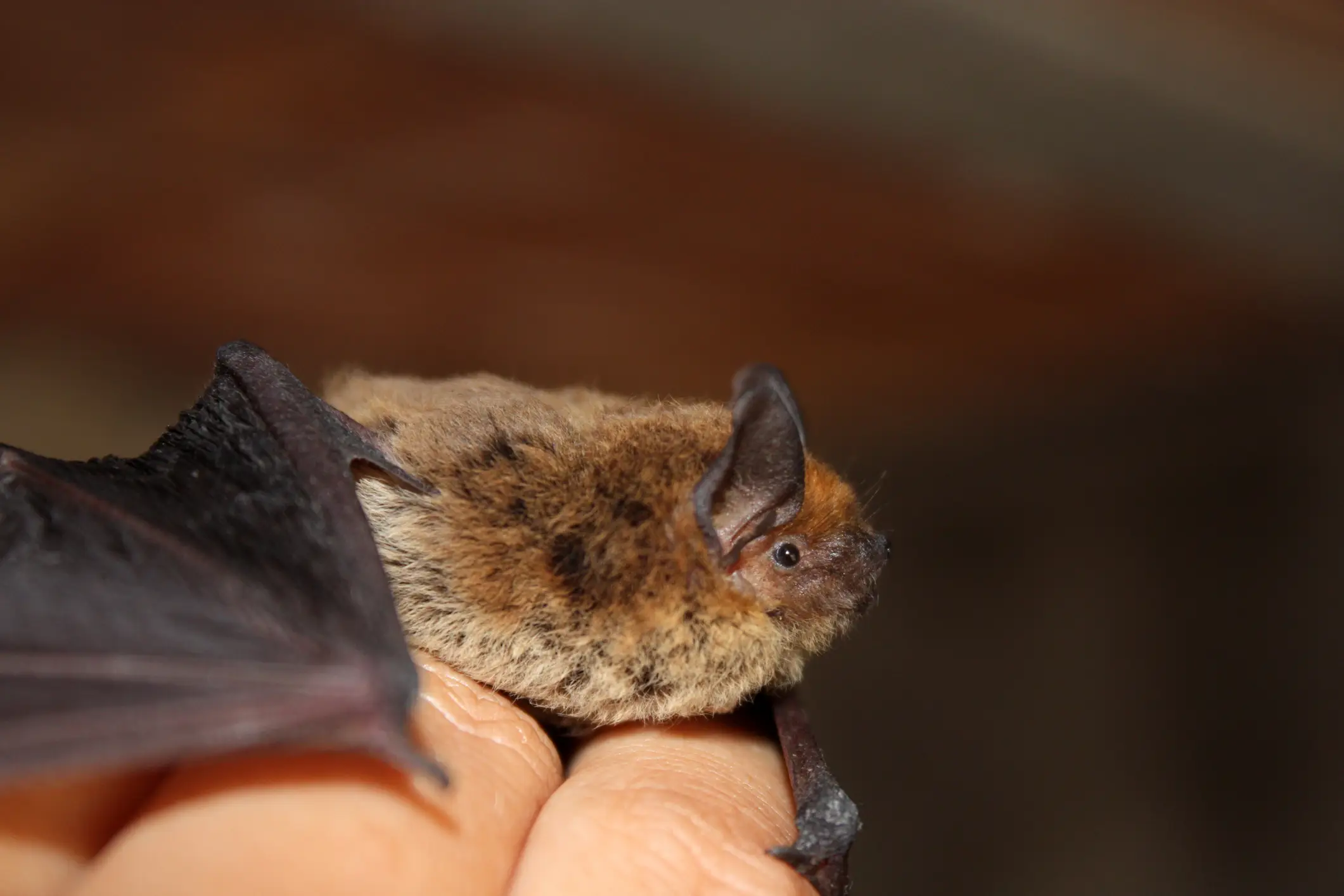 Bats often have teeth so small, bite marks aren't visible (Getty Stock Image)