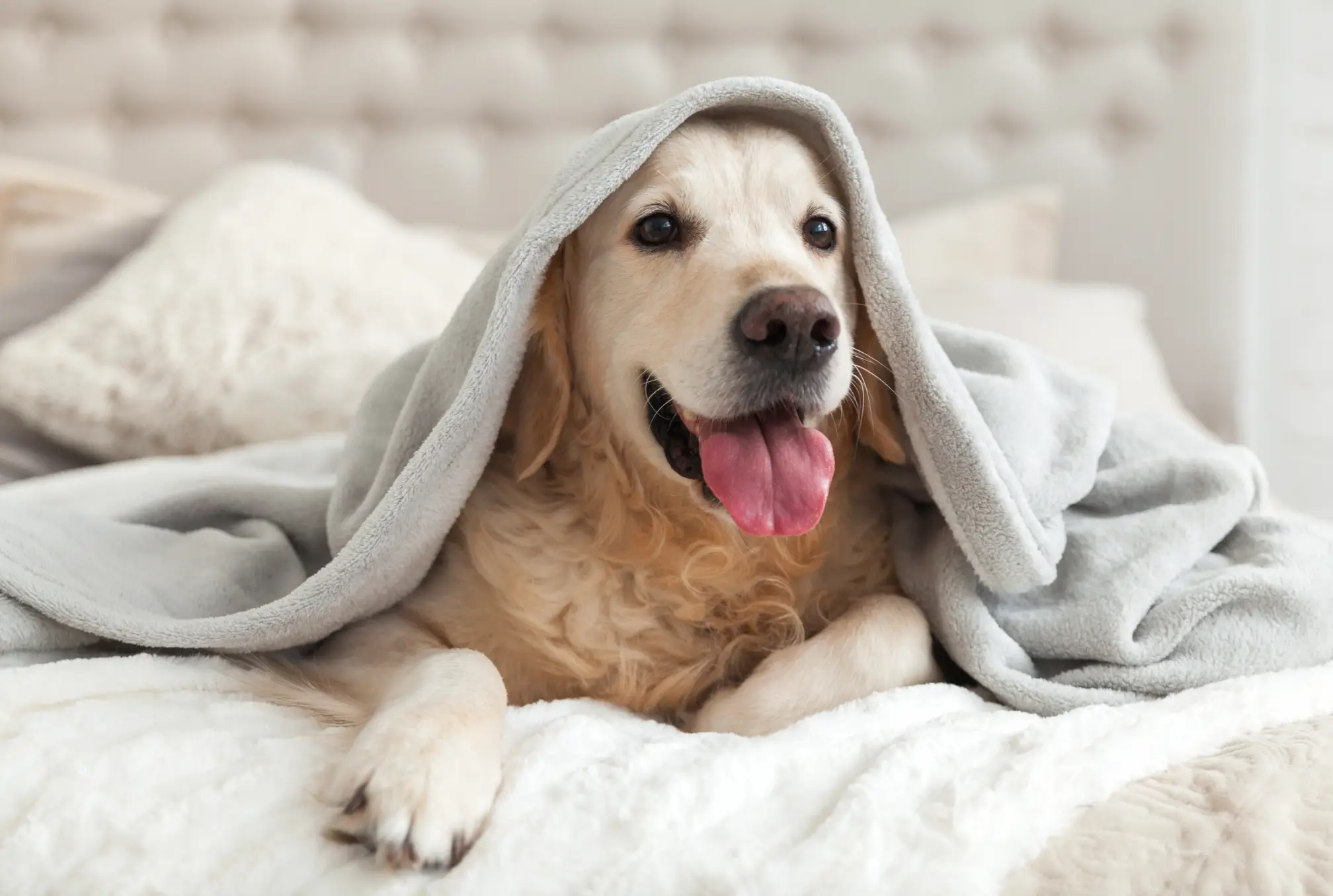 Closing the curtains can help if the darkening sky unsettles your four-legged friends (Getty Stock Images)