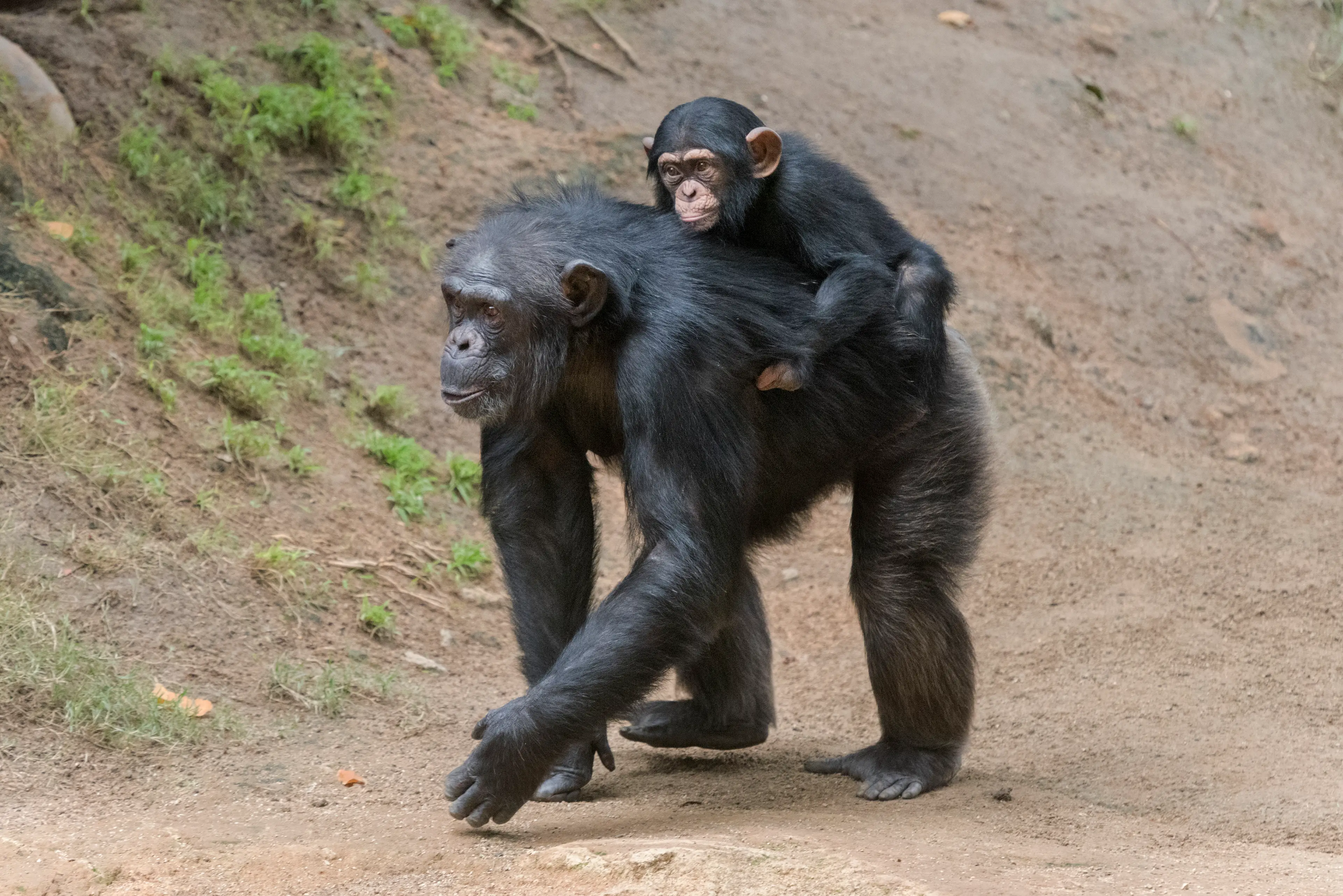 Female chimps were also found to live longer (Getty Stock Image)