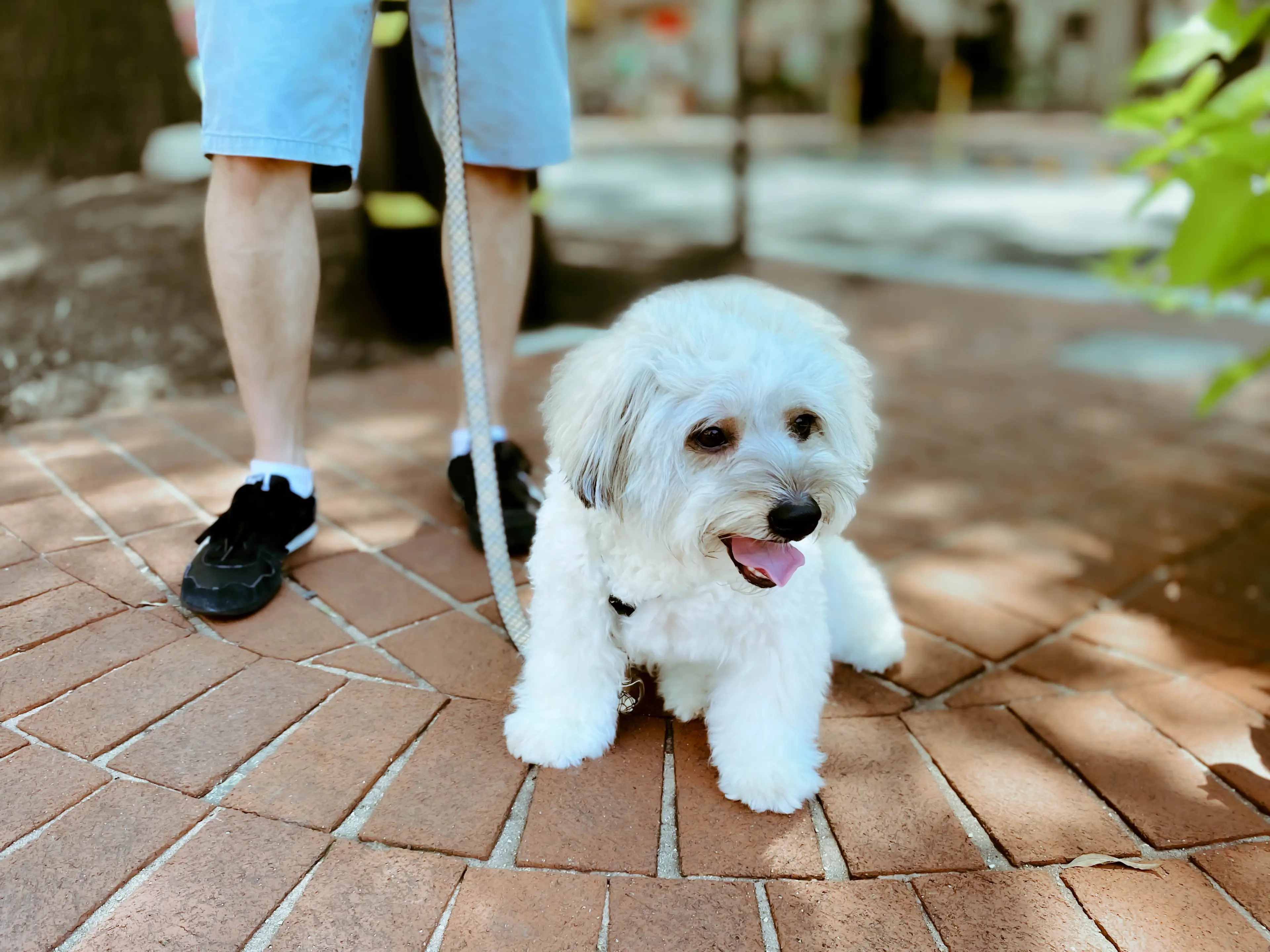Heat stroke is the most common pet illness during the warmer months (Getty Stock Images)