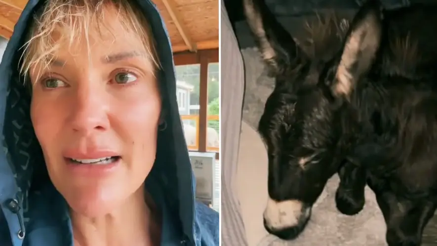 Woman living in ‘direct path’ of Hurricane Milton gives terrifying update on animals after revealing tragic reason she can't evacuate