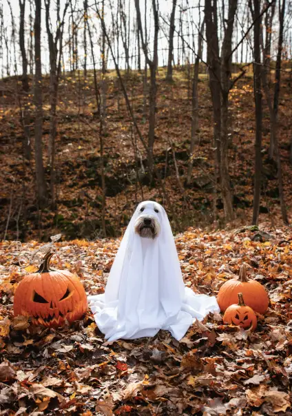Some costumes may not be suitable for your dog (Getty Stock Images)
