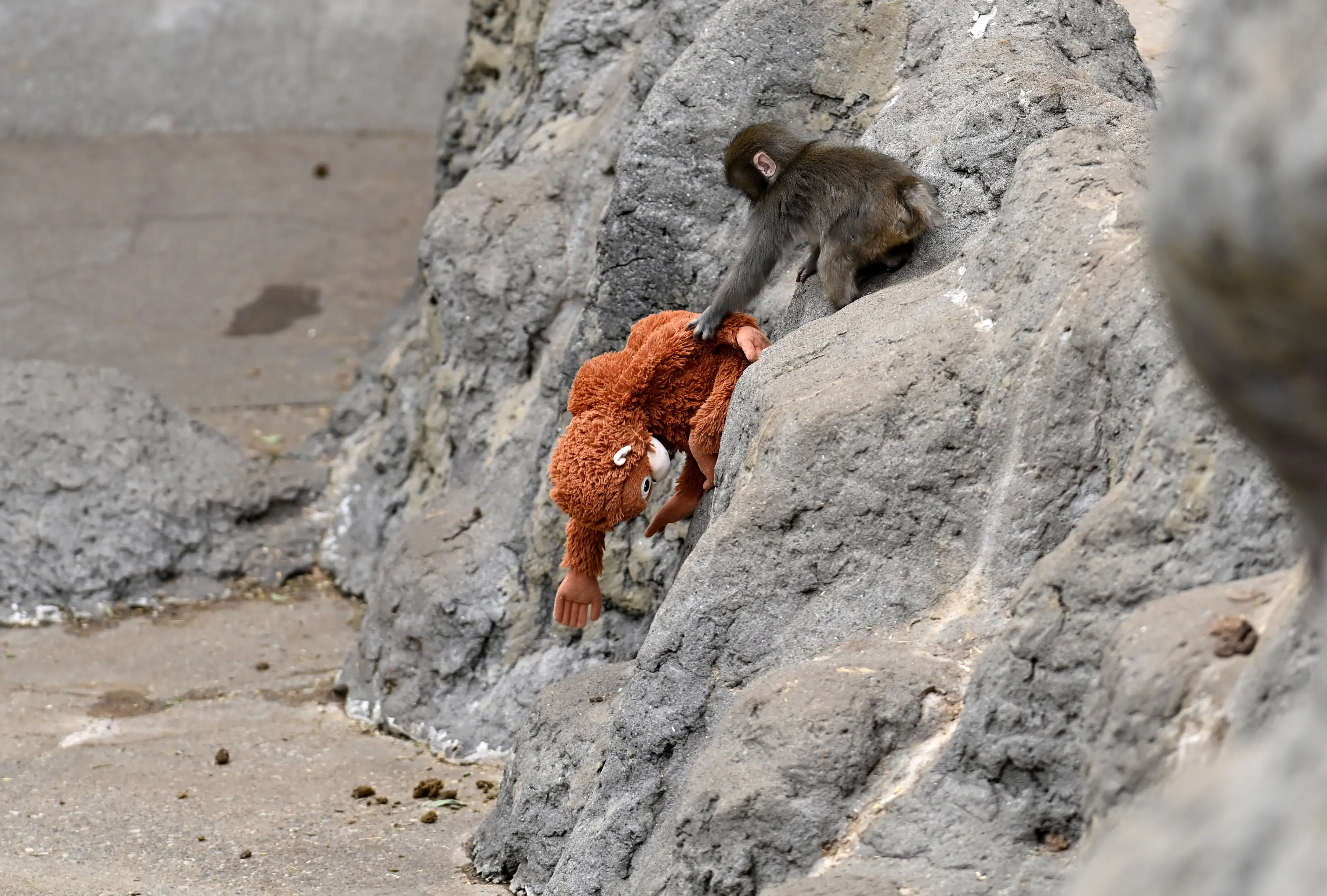 The Ichikawa City Zoo has issued its latest update on the internet's favourite animal, Punch the monkey, earlier today (David Mareuil/Anadolu via Getty Images)