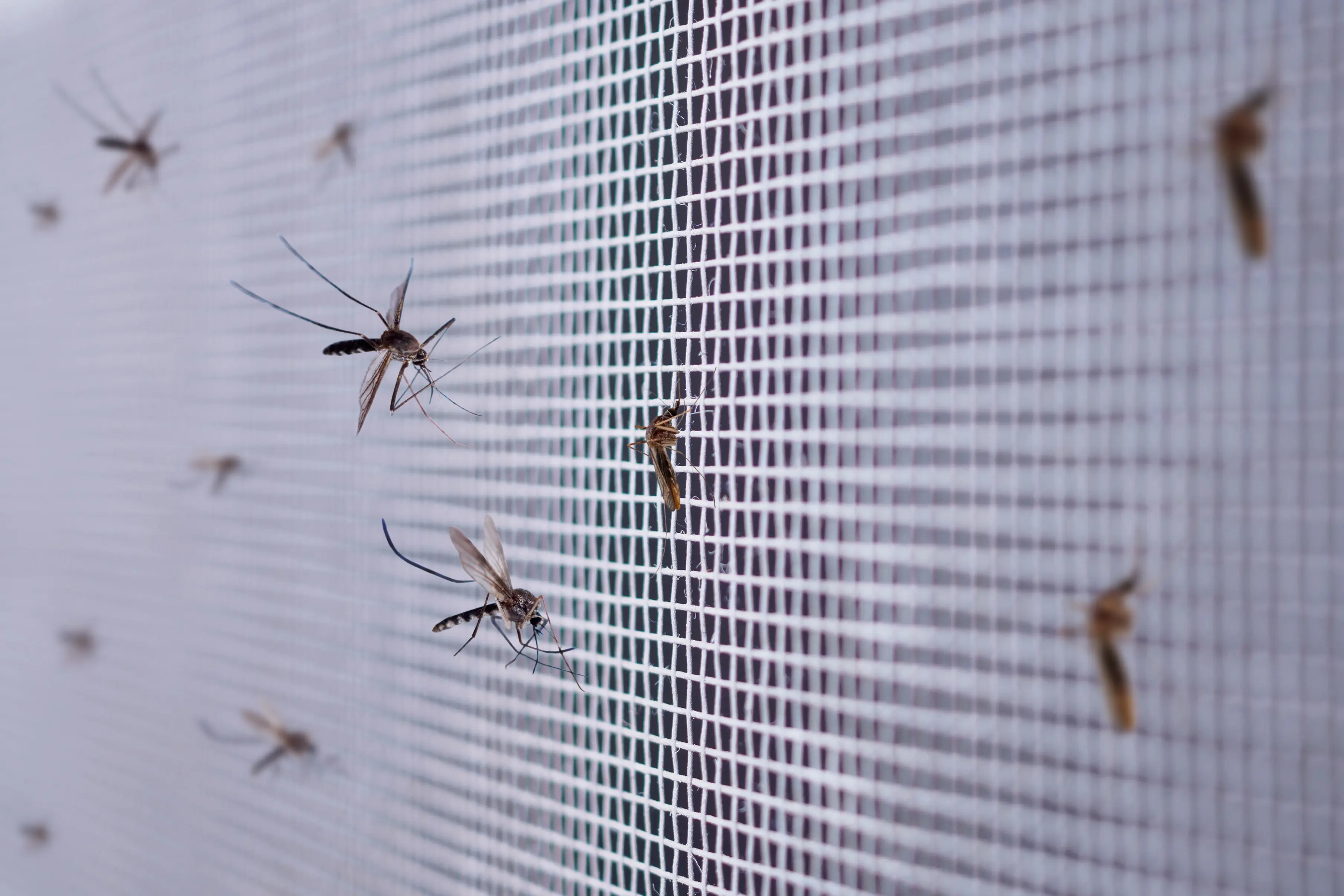 The plan is to reduce the population of mosquitos across the US (Getty Stock Images)