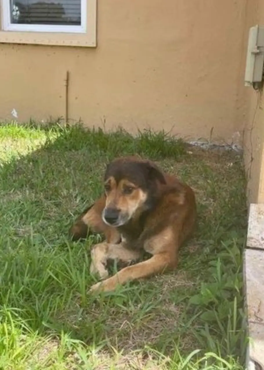 Salvatore waited for weeks outside his owners' home.