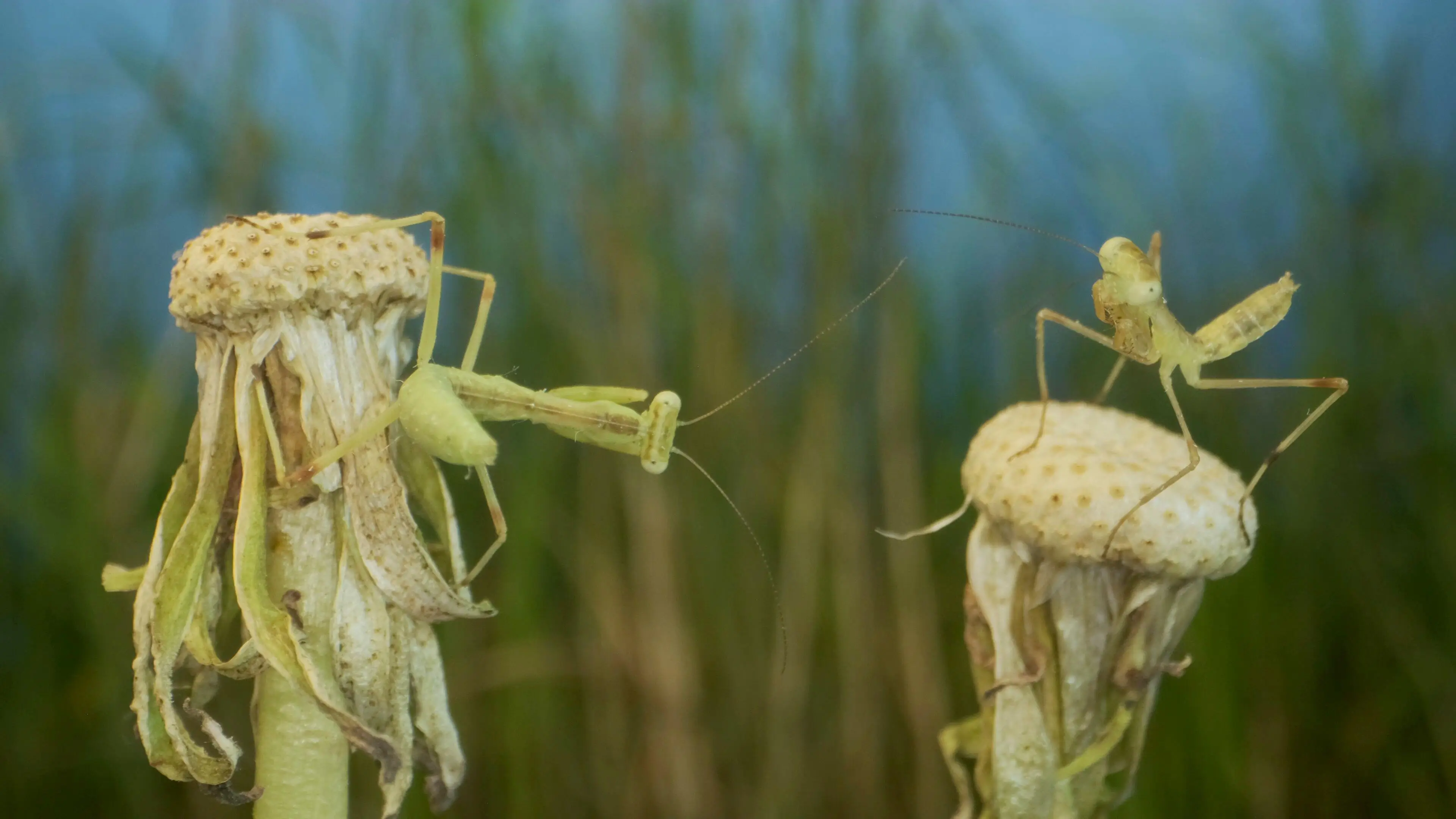 Each sac can contain hundreds of baby praying mantis.