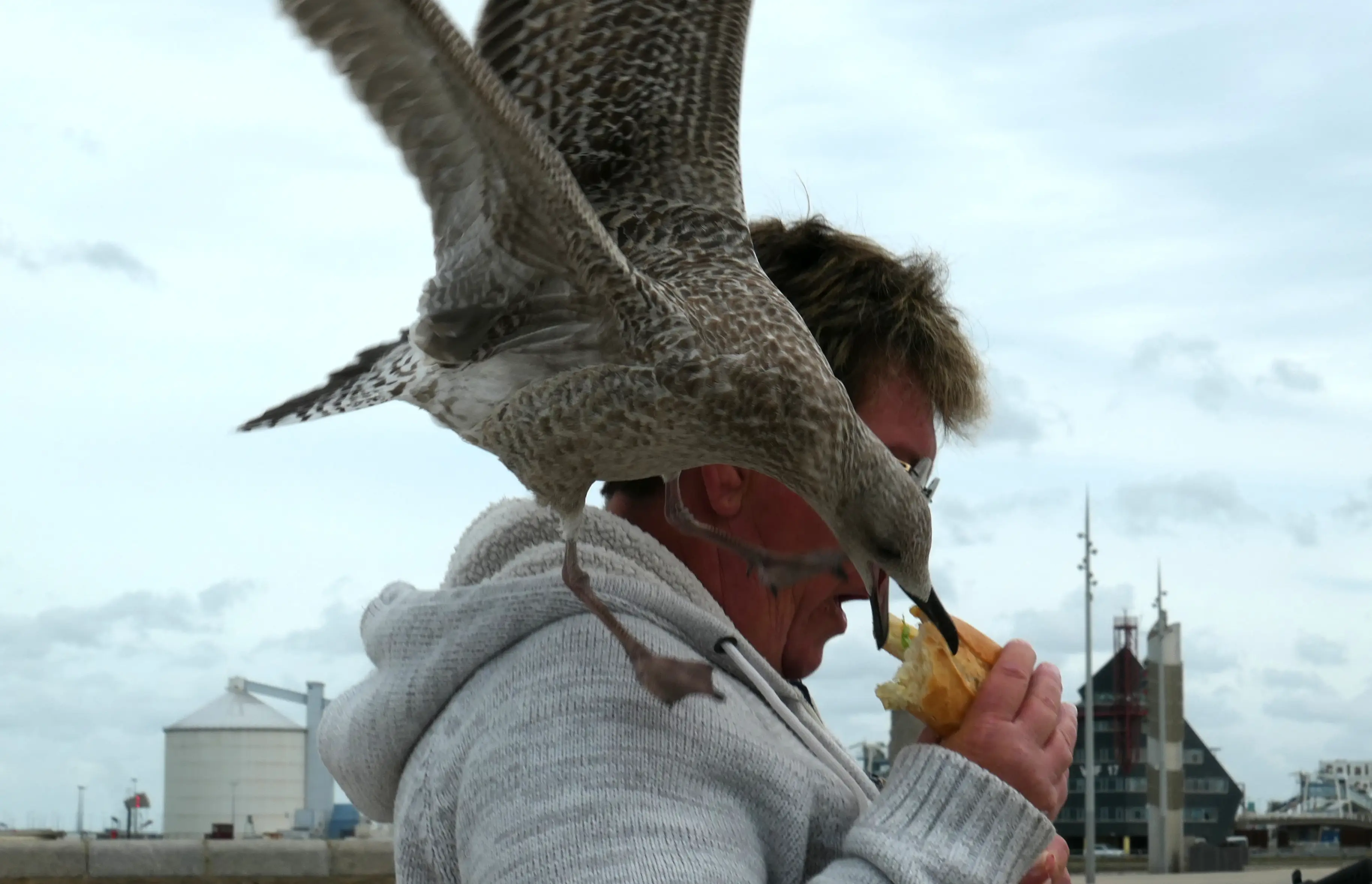 Reports say the seagull-punching happened in front of dozens of onlookers (Wieland Teixeira/Getty Images)