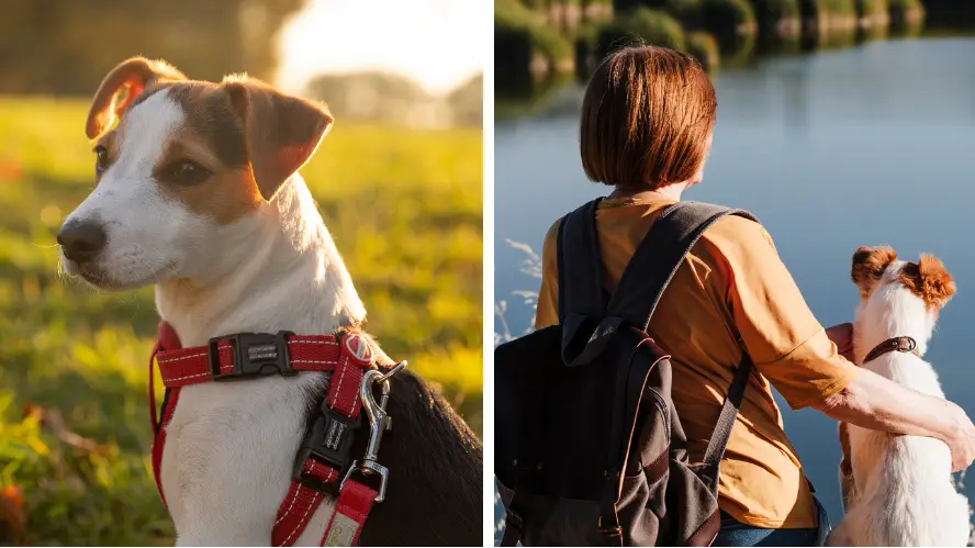 Man calls for dog licences to return after family Jack Russell bit his mum's lip off