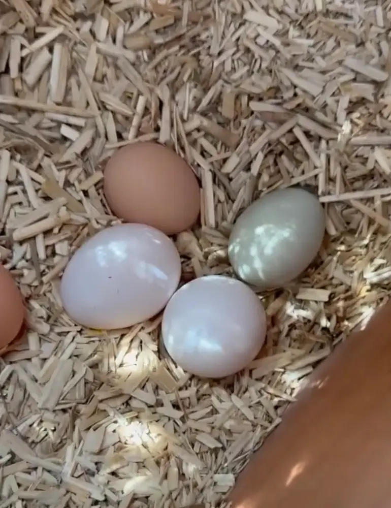 Critics hit out at how clean and perfectly laid the eggs were (instagram.com/meghan)