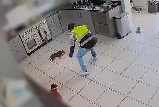 The heartless thief broke in and snatched the little pup.
