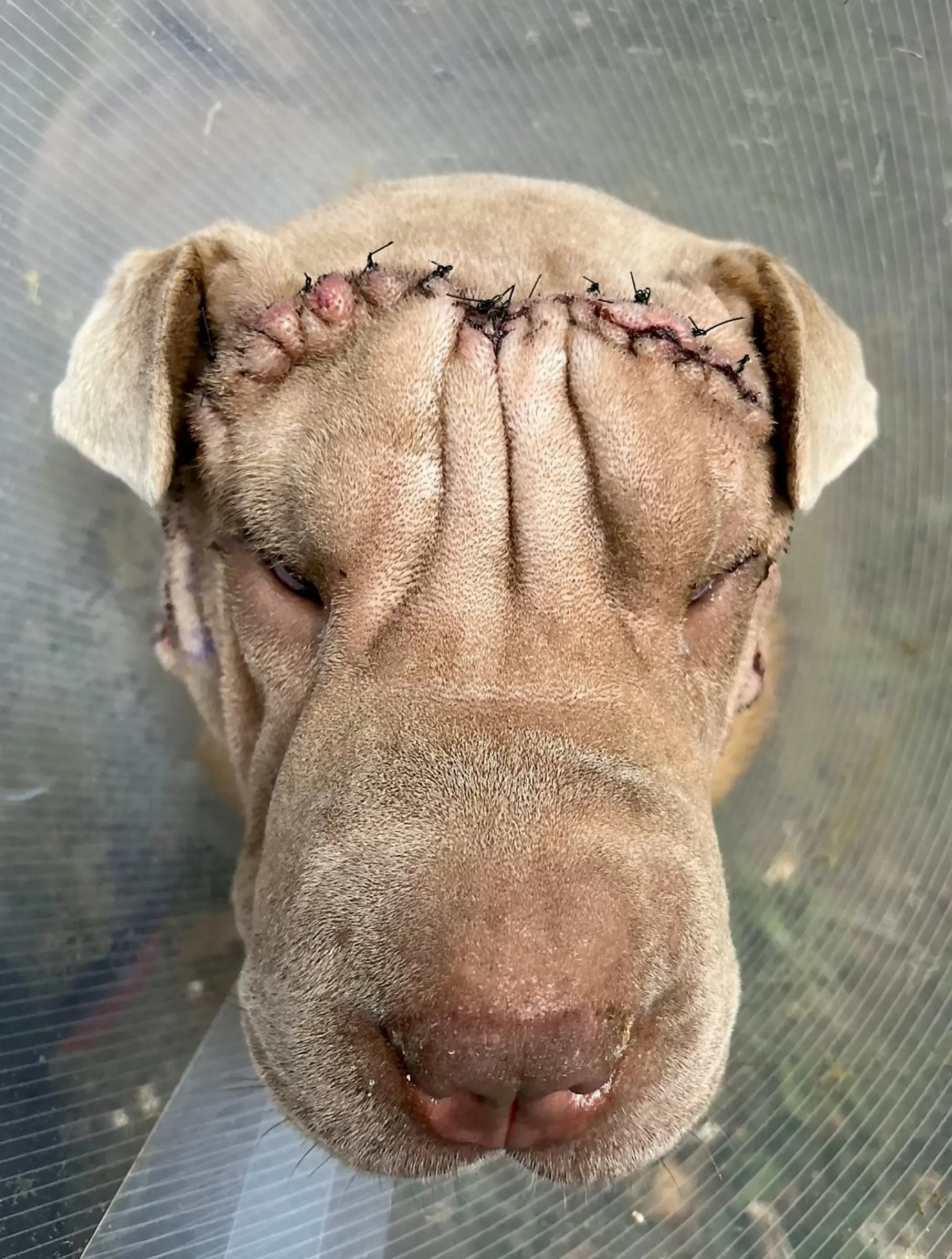 Reggie was given a face lift so he could finally see again.