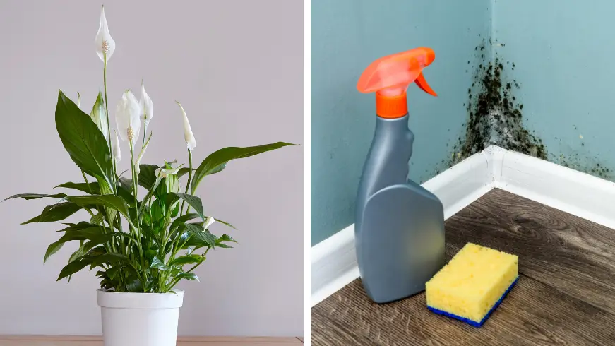 Cadifor / Alamy Stock Photo Ivan Kmit / Alamy Stock Photo